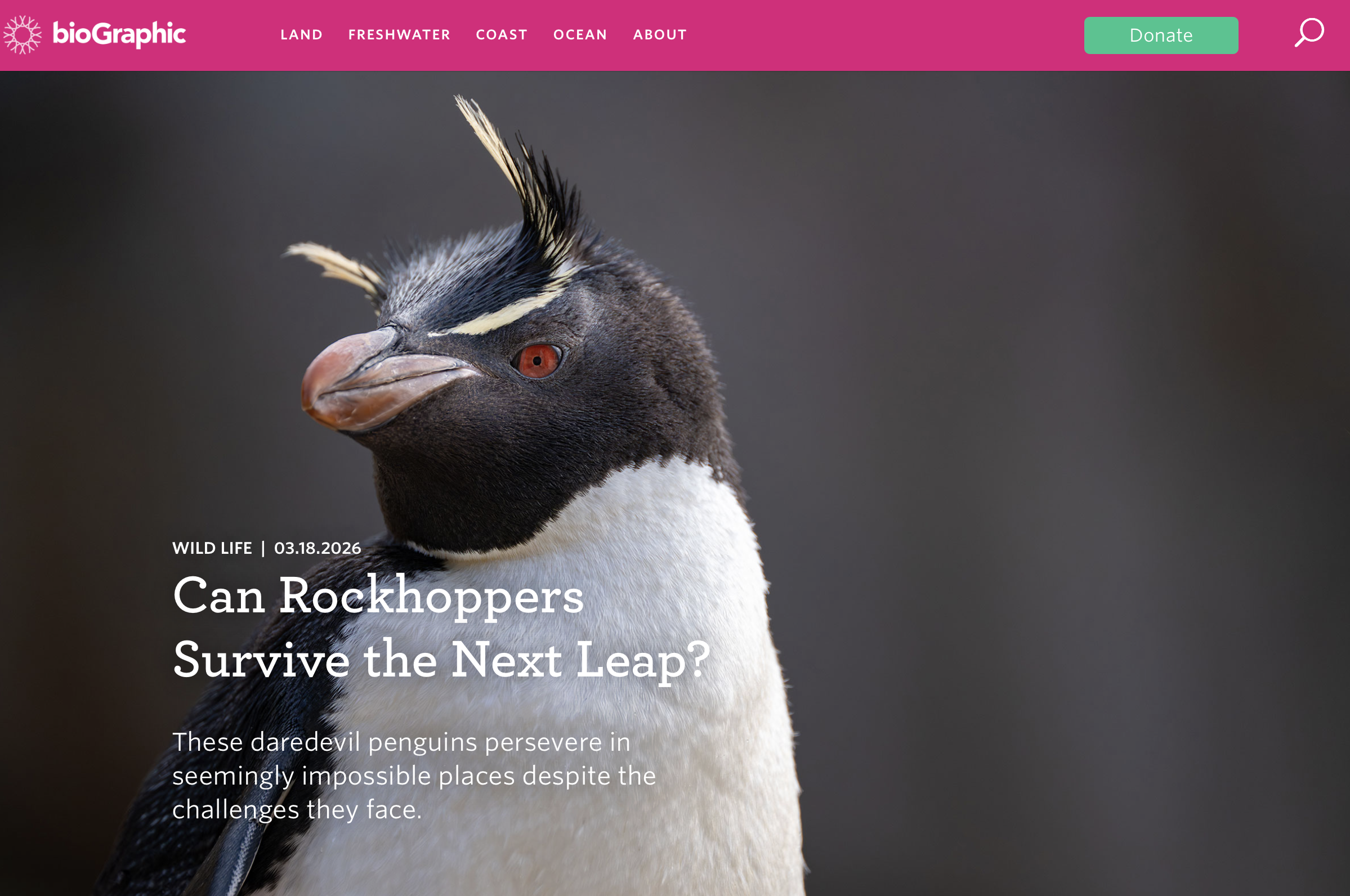 Can Rockhoppers Survive the Next Leap?,  bioGraphic , March 18, 2026