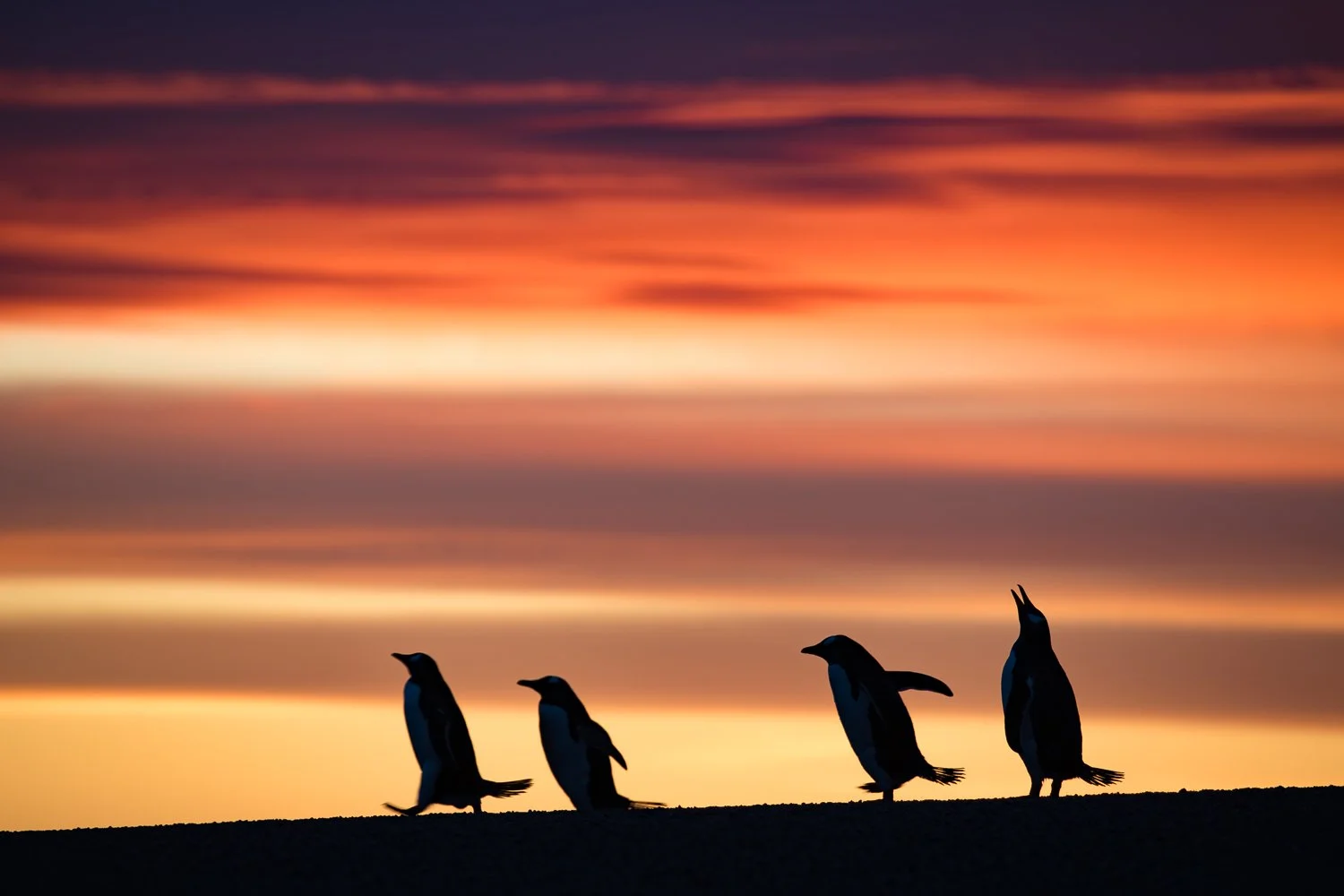 Gentoo penguins | Ranger Rick