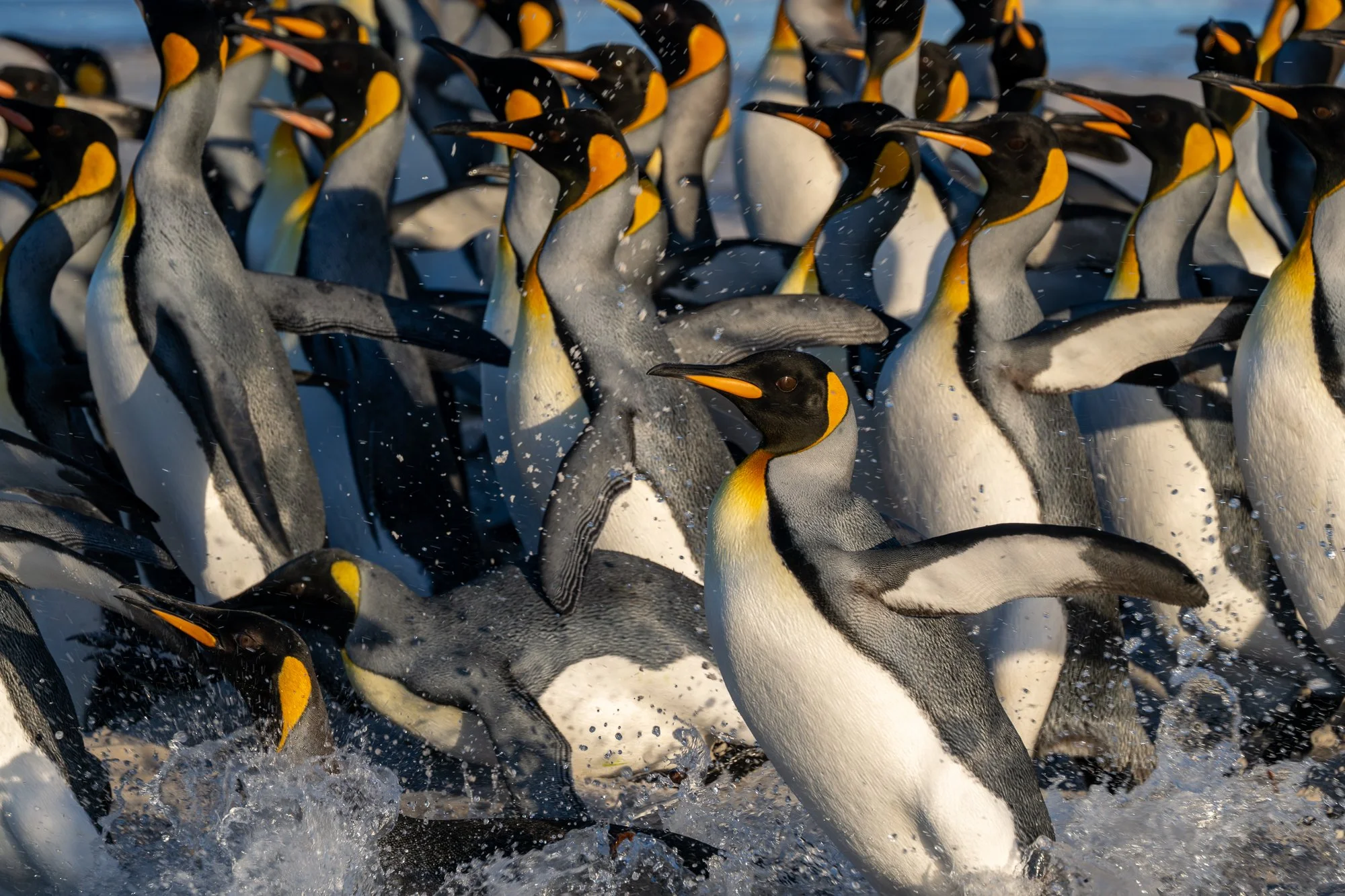 King penguins, Falkland Islands