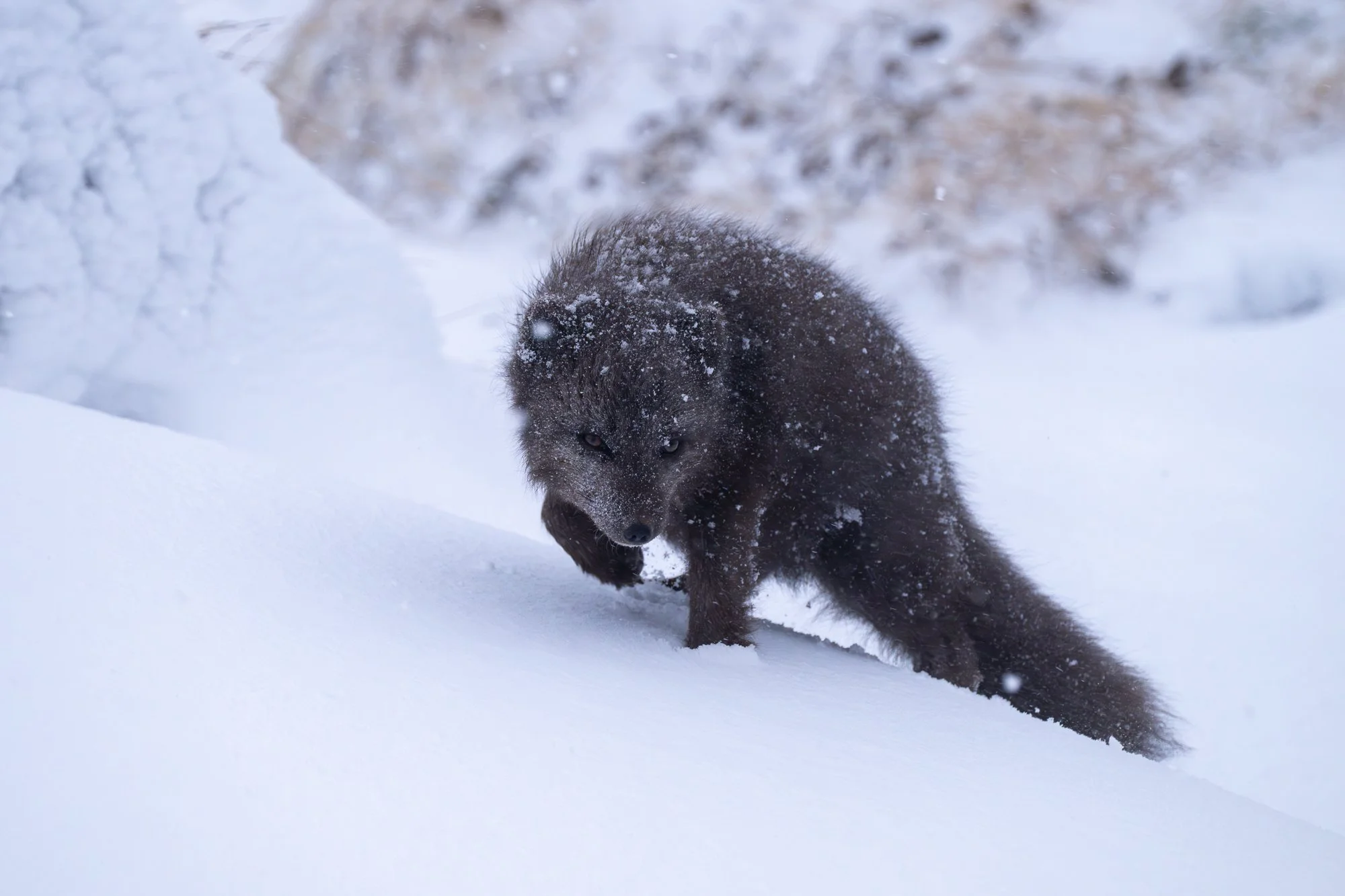 Arctic fox, Iceland