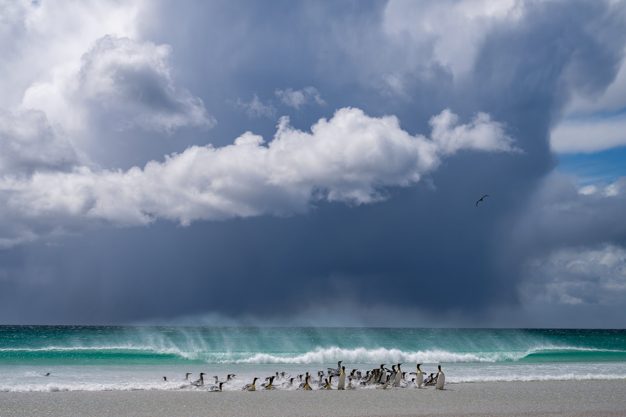 King penguins, Falkland Islands