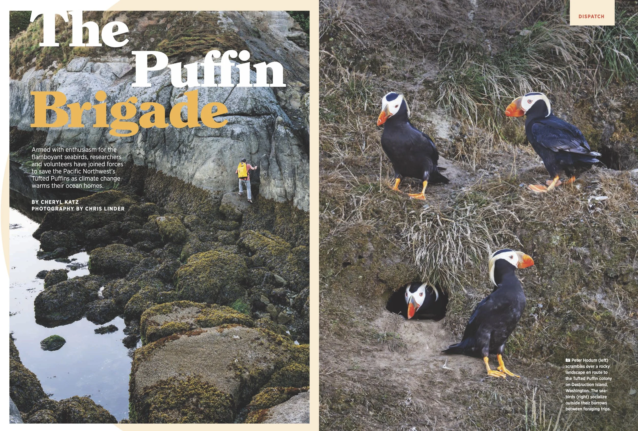 The Puffin Brigade,  Audubon , Winter 2025