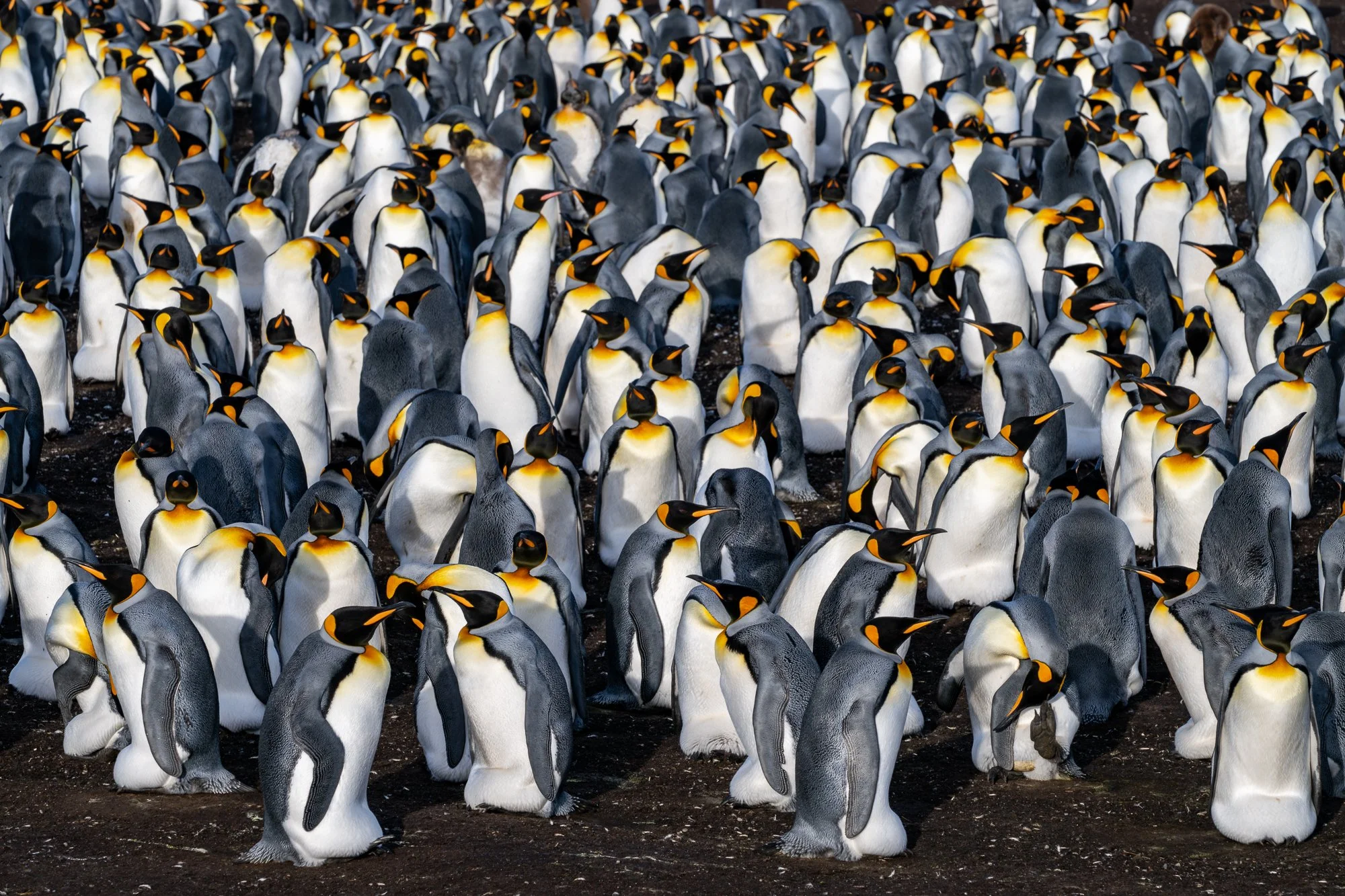 King penguins, Falkland Islands