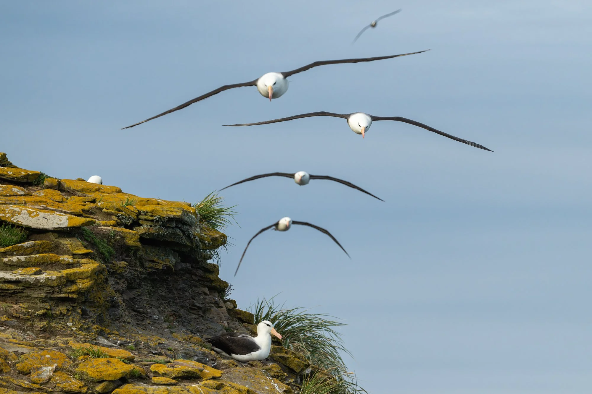 Black-browed albatross, Falkland Islands