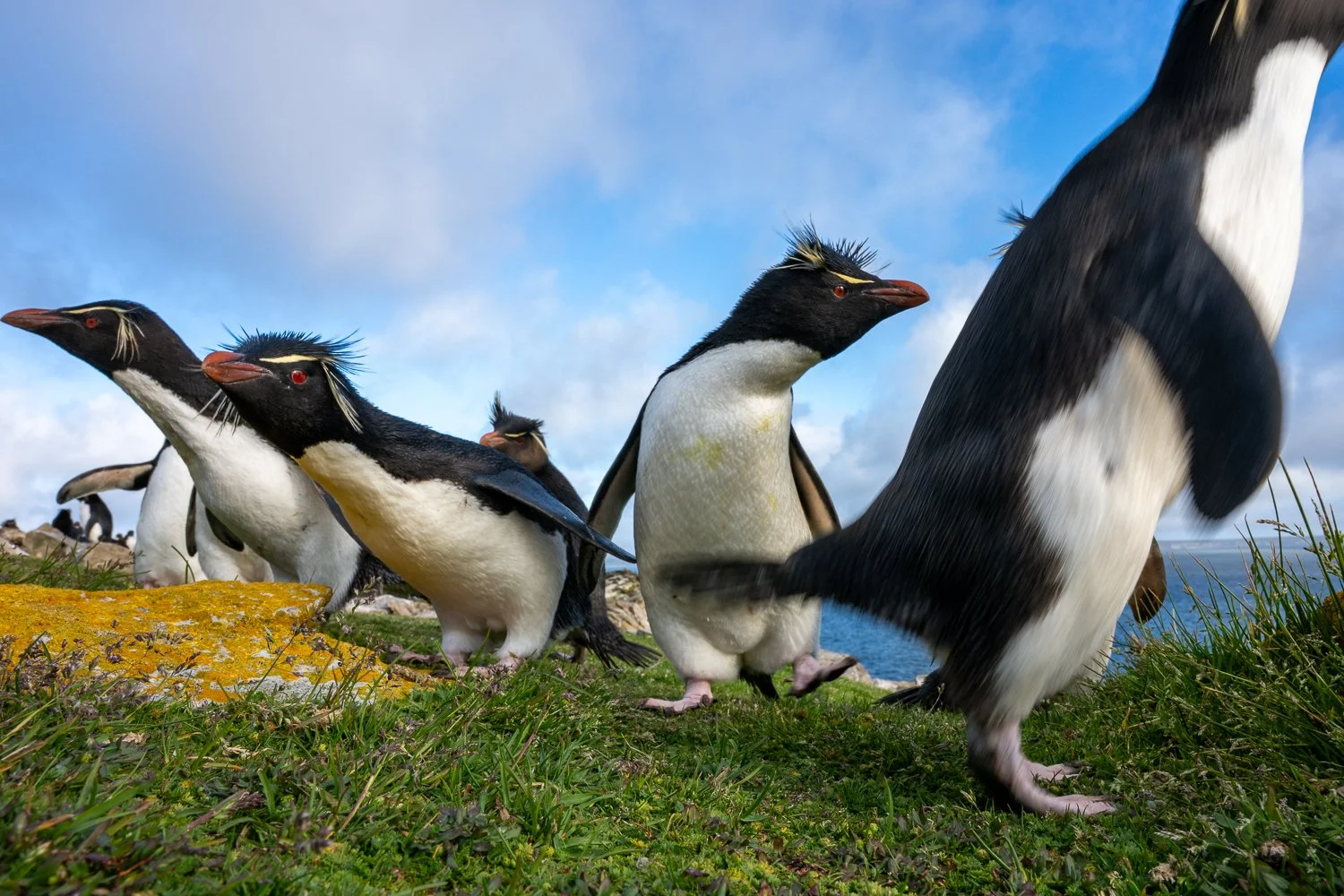 Penguins with Attitude