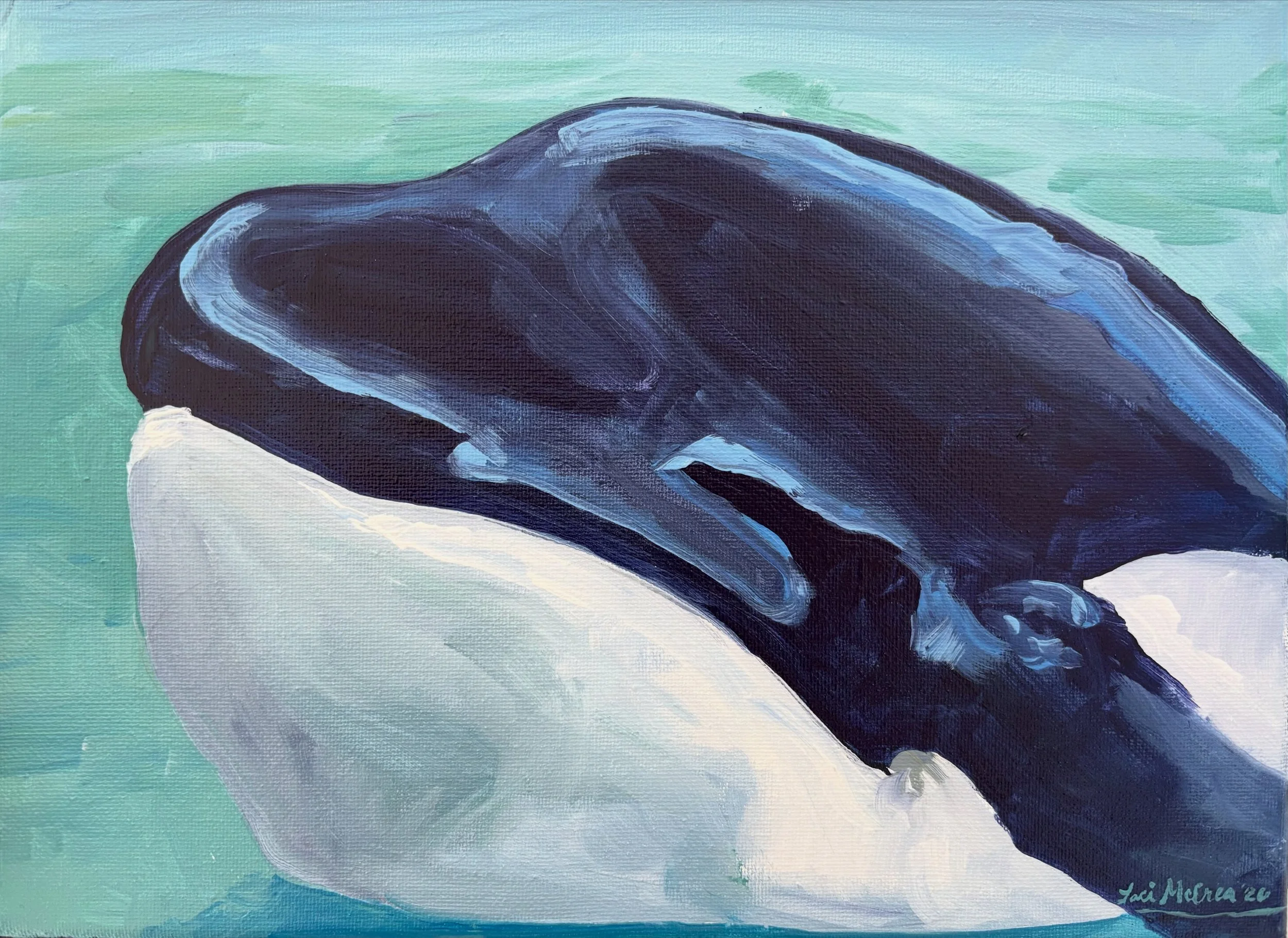 Orca Face by Laci McCrea