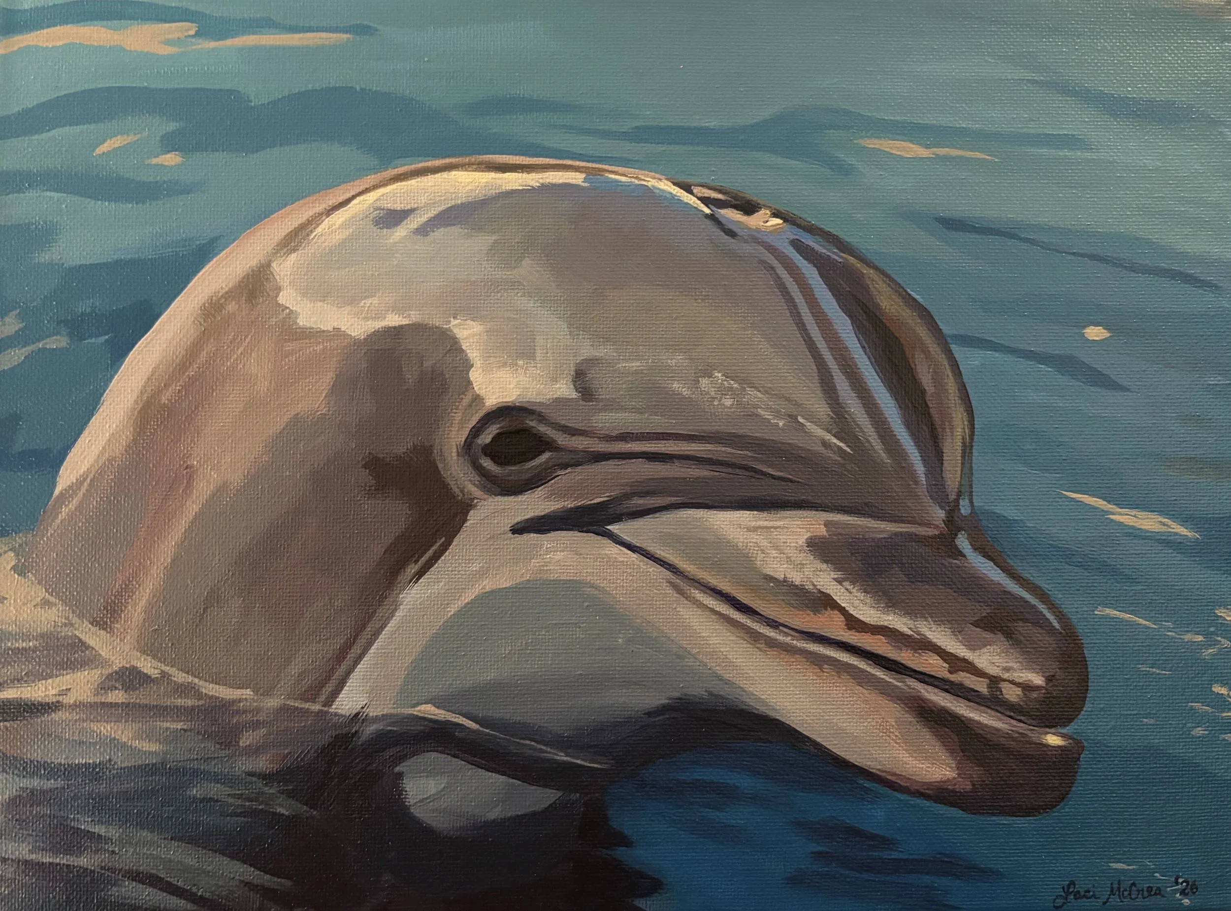 Dolphin Face by Laci McCrea