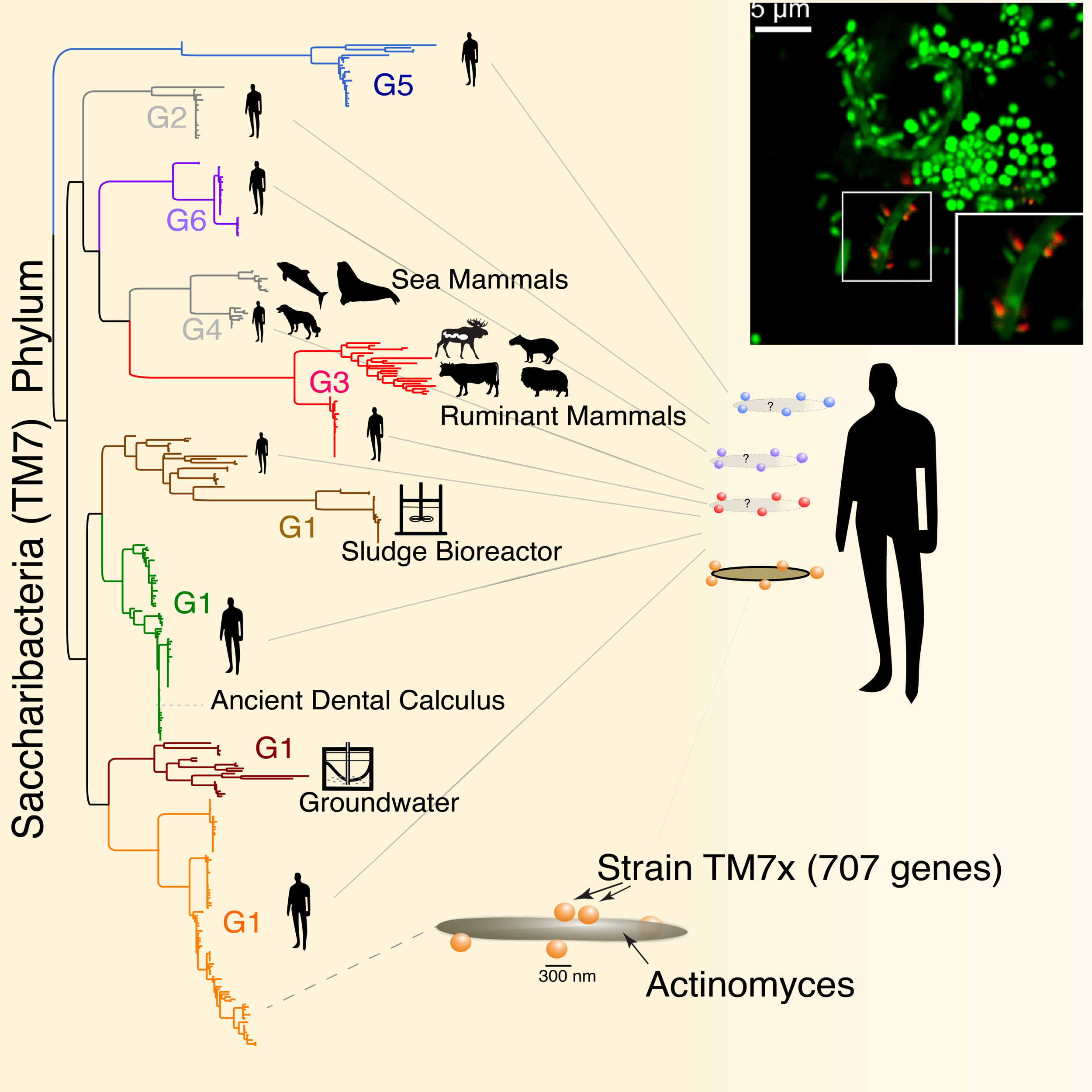 RAXML_105_BEST_MIN-NOLABEL_cado1CELL_V5-01.png