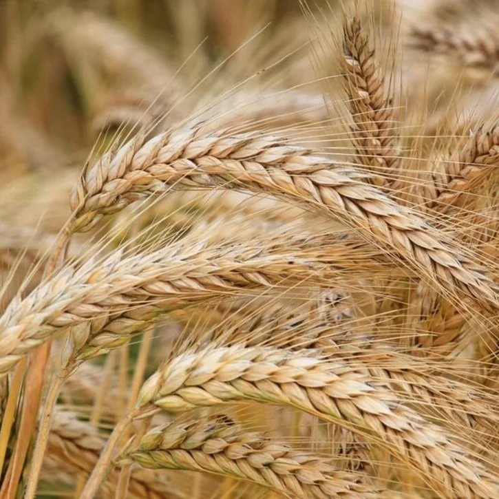 Why is Sustainable Flour Production Important?
