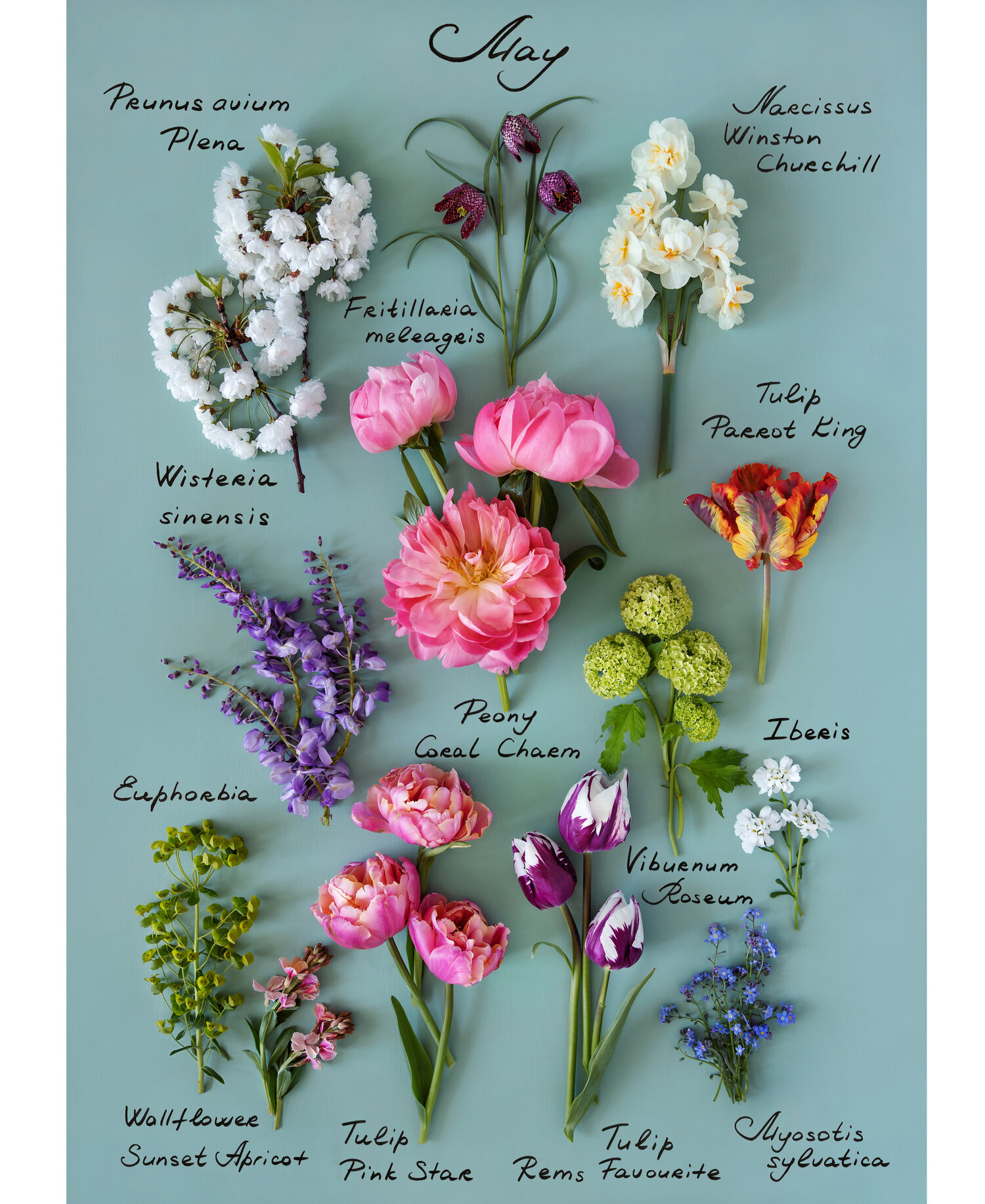 May Flowers Botanical Print — LONDON BLOOMS
