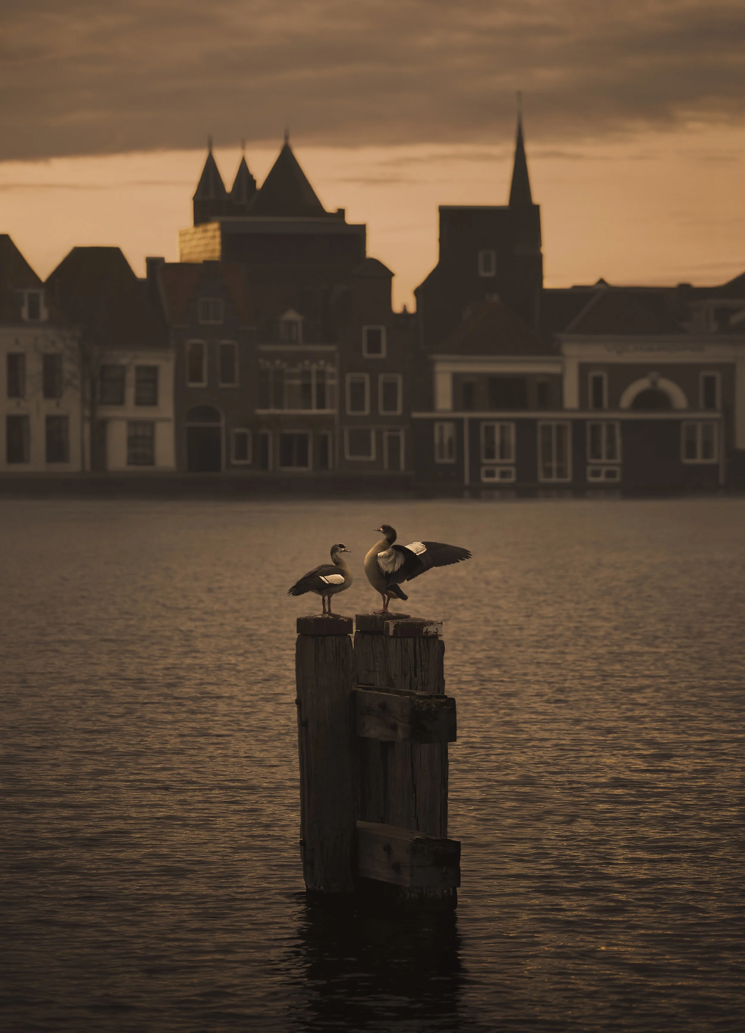 ganzen haarlem.jpg