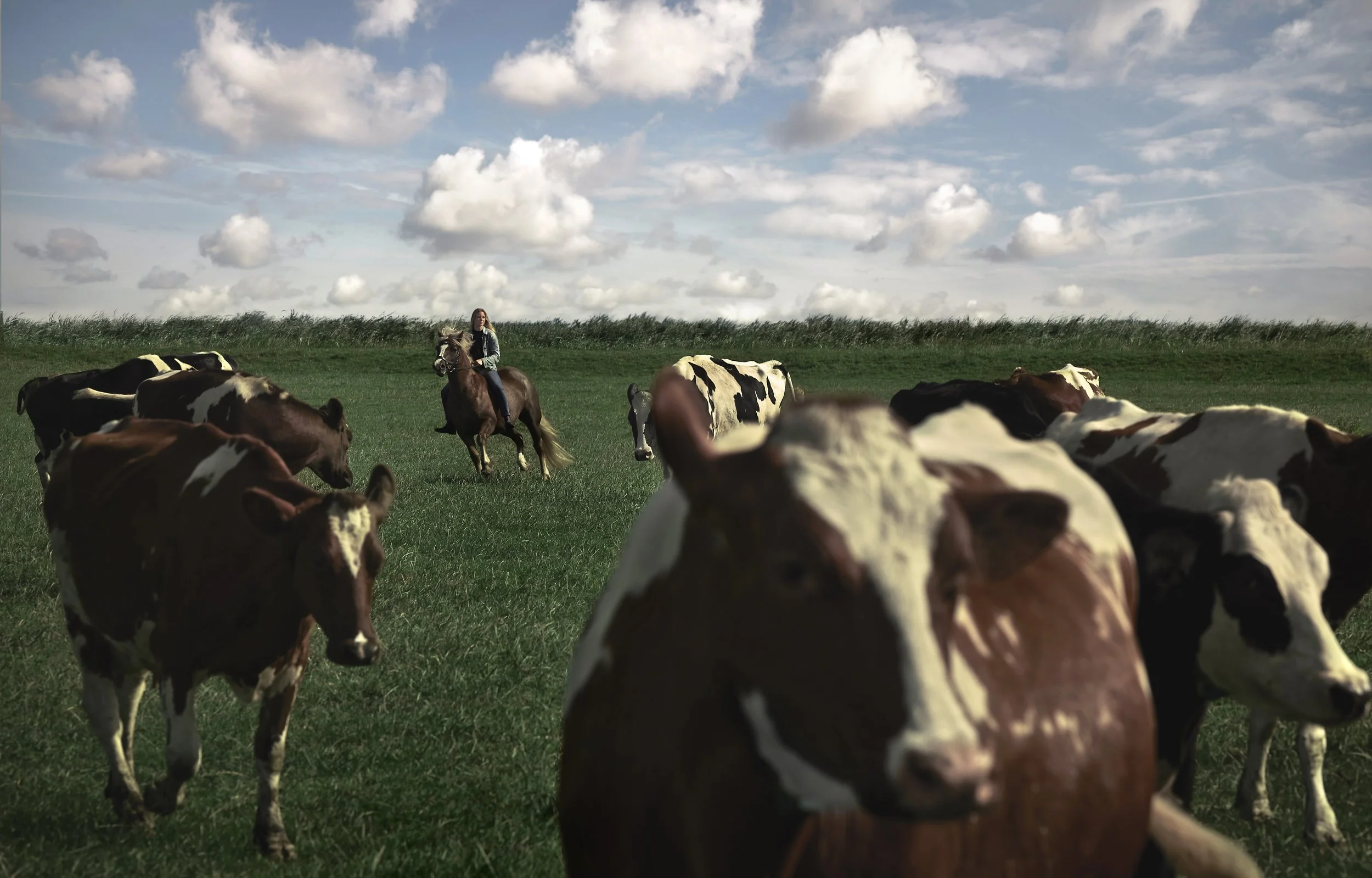 kaasmakerij_paard3 kopie 2.jpg