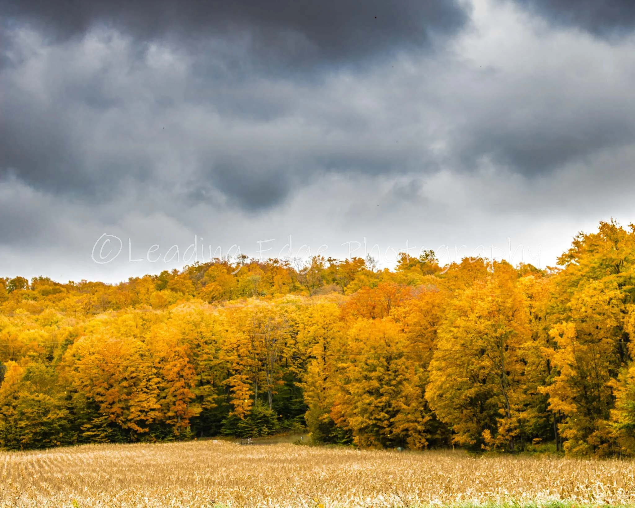 Fall Tree LIne 8x10.jpg
