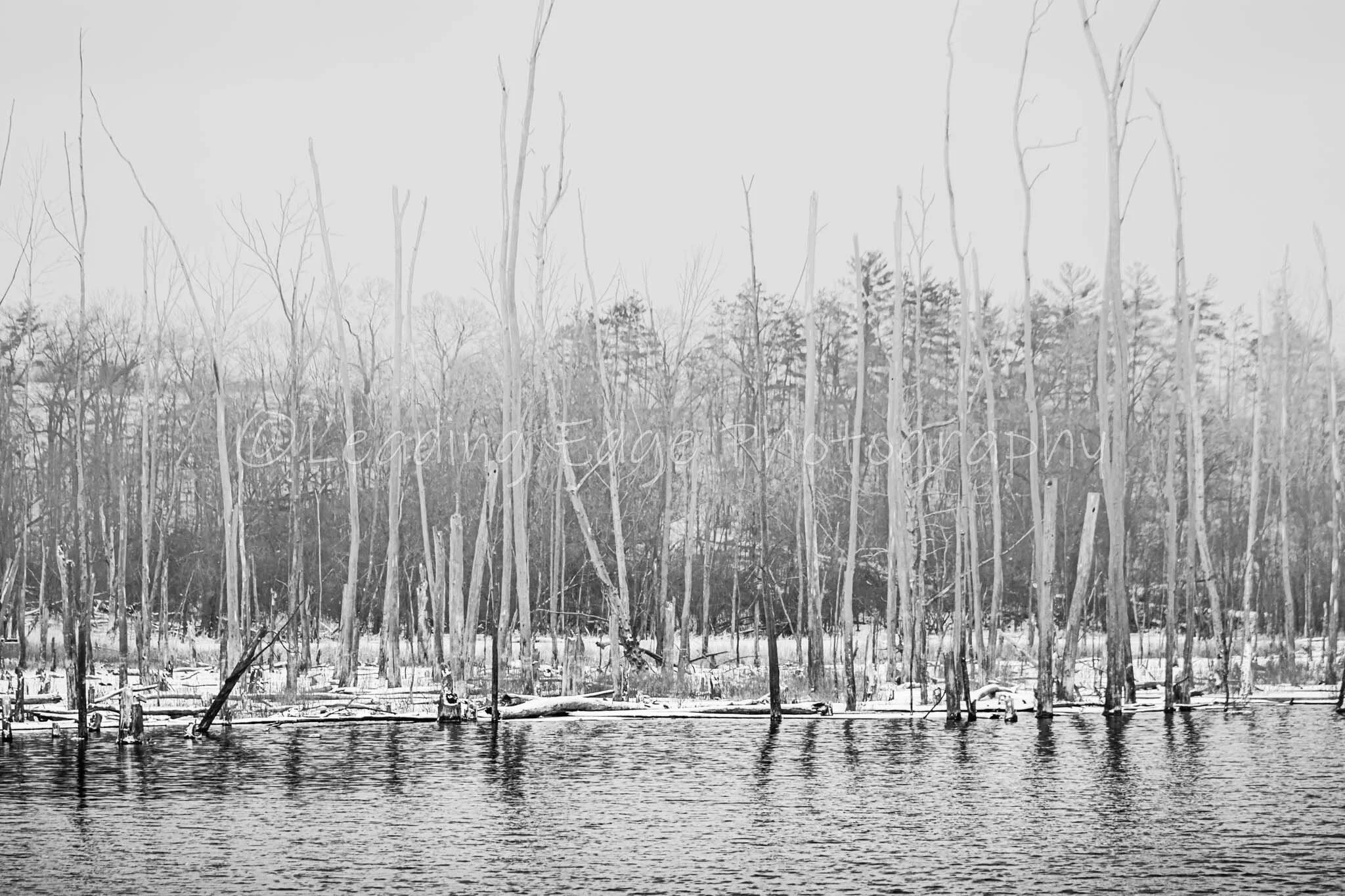 Spooky Tree Top BW.jpg