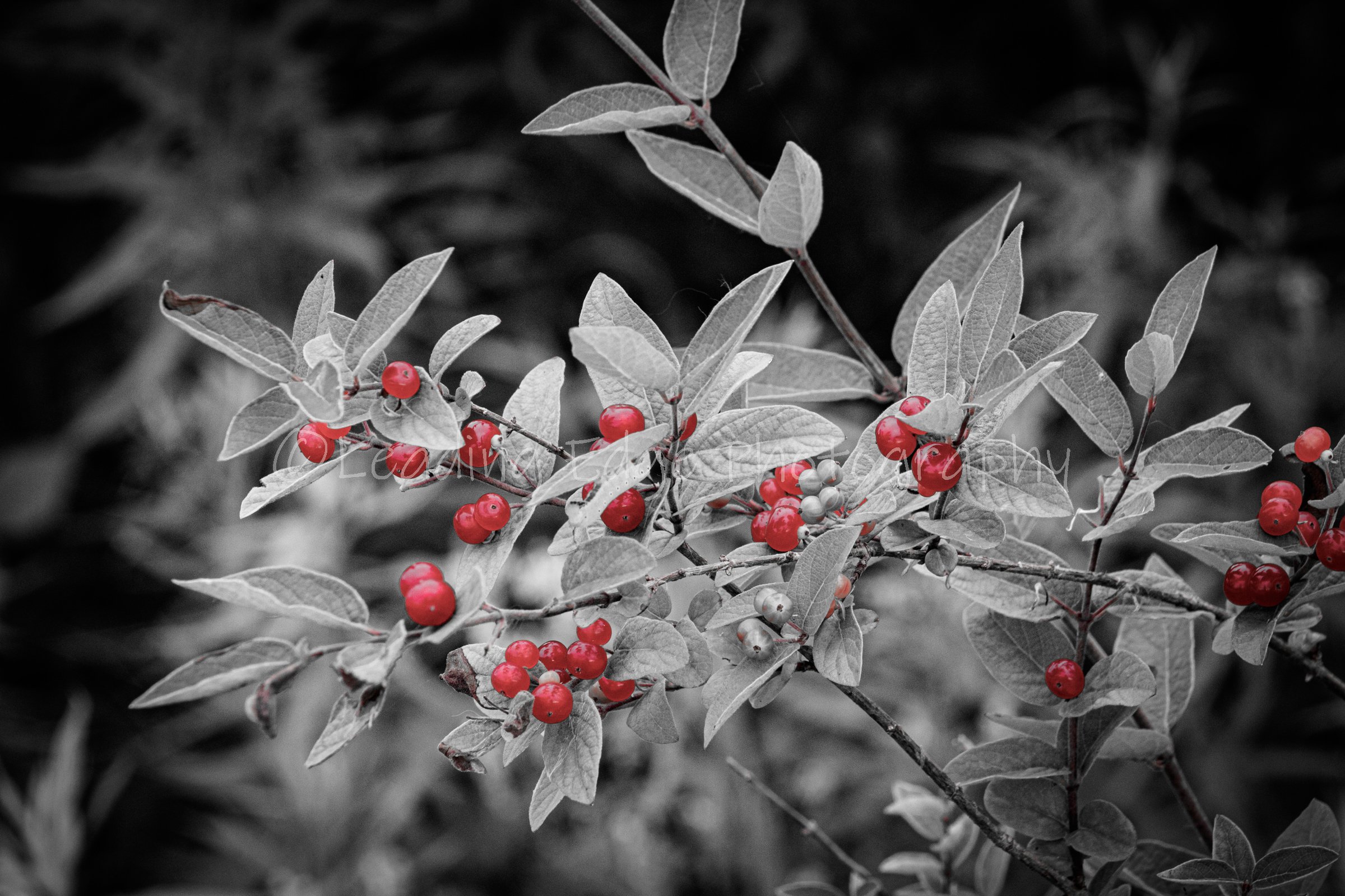 Red Berries.jpg