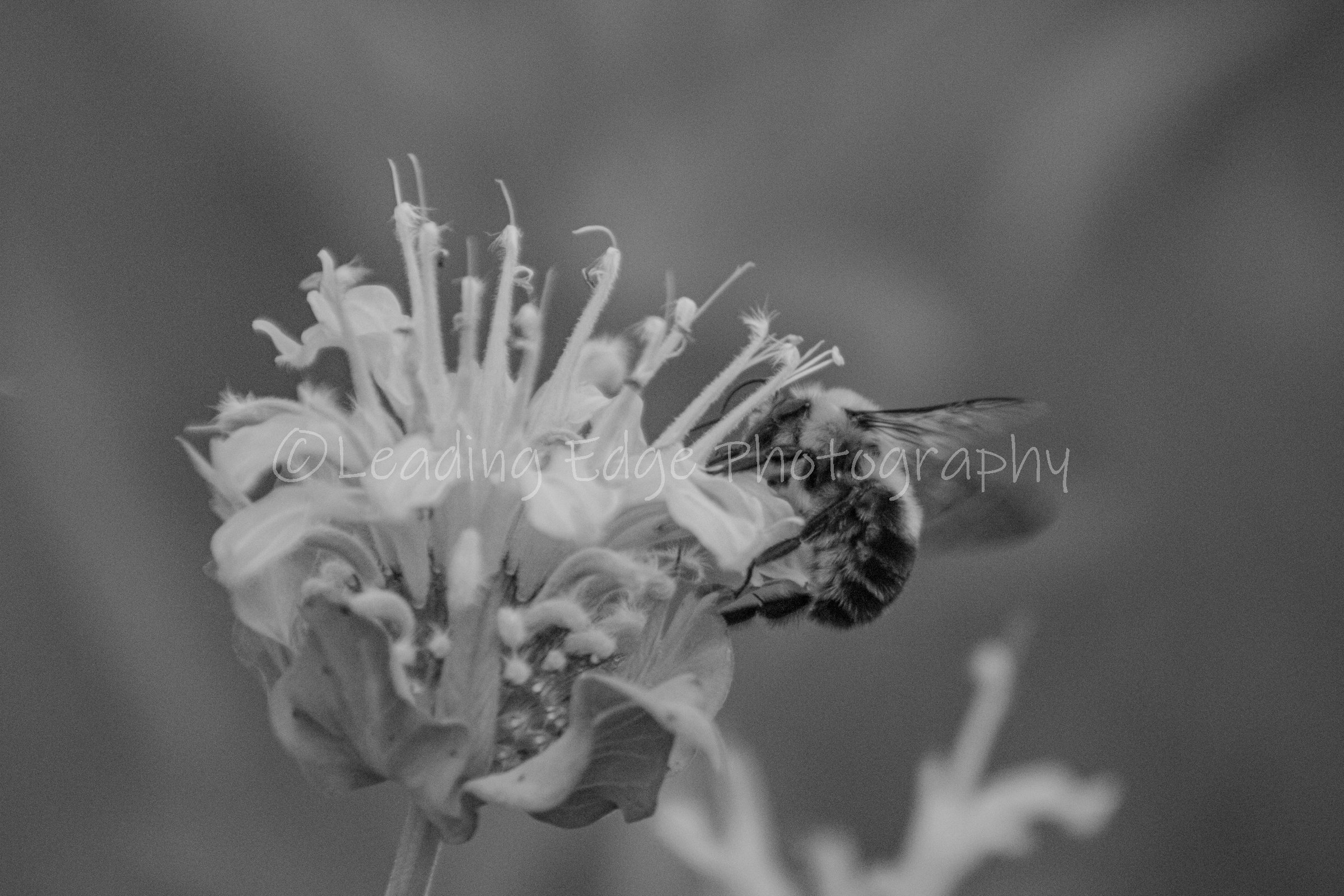 Buzzin Bee.jpg