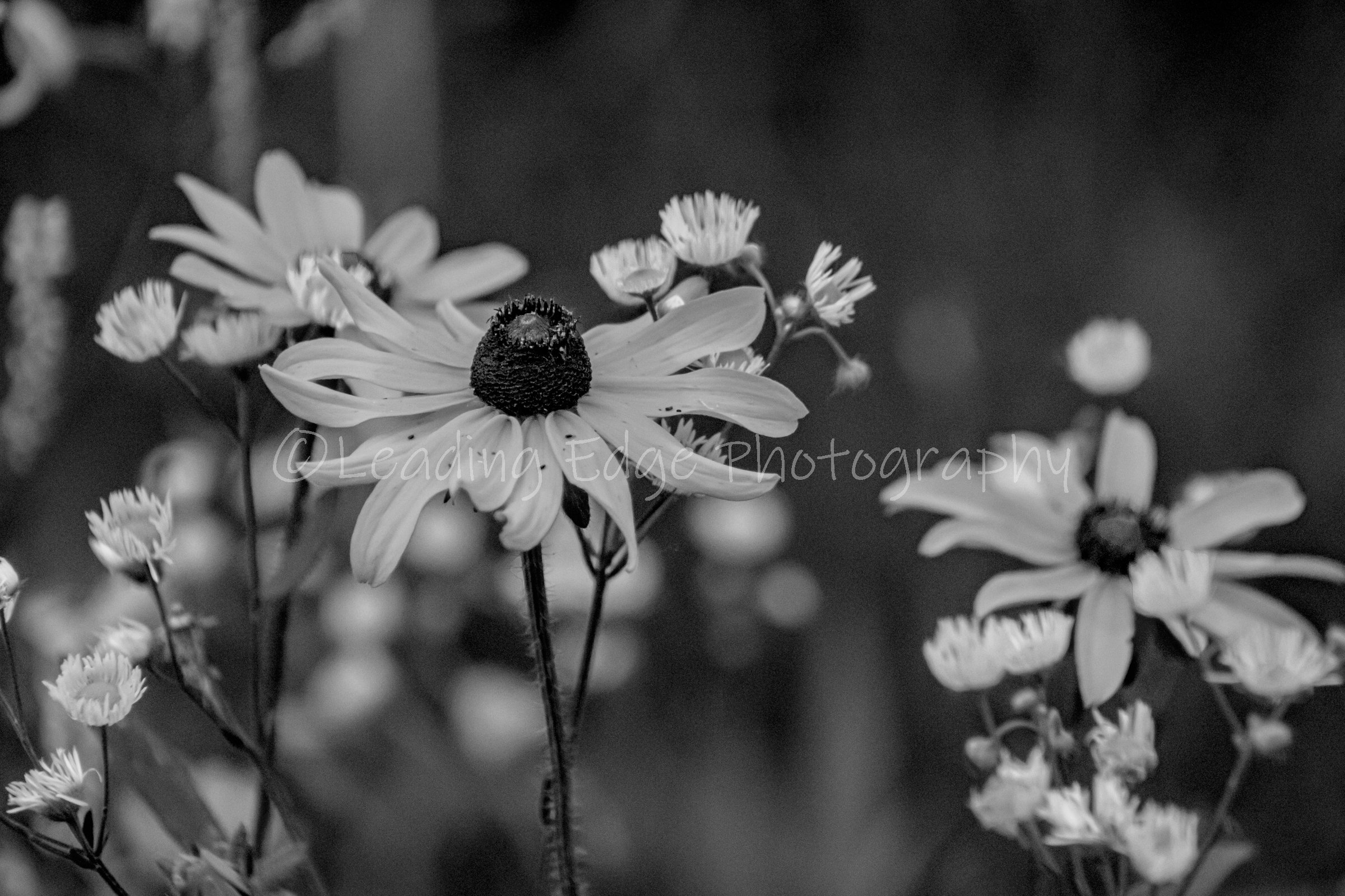 Black Eye Flower.jpg
