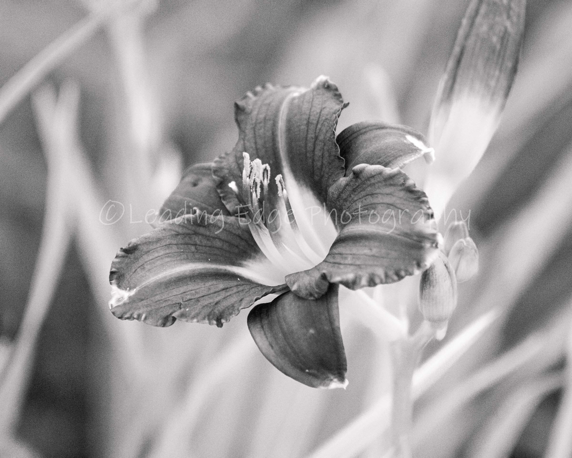 Black And White Lilly 8x10.jpg