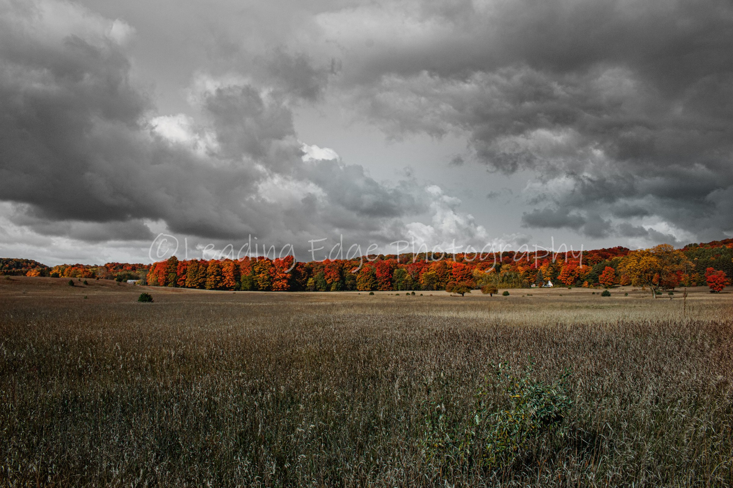 Colored Treeline.jpg