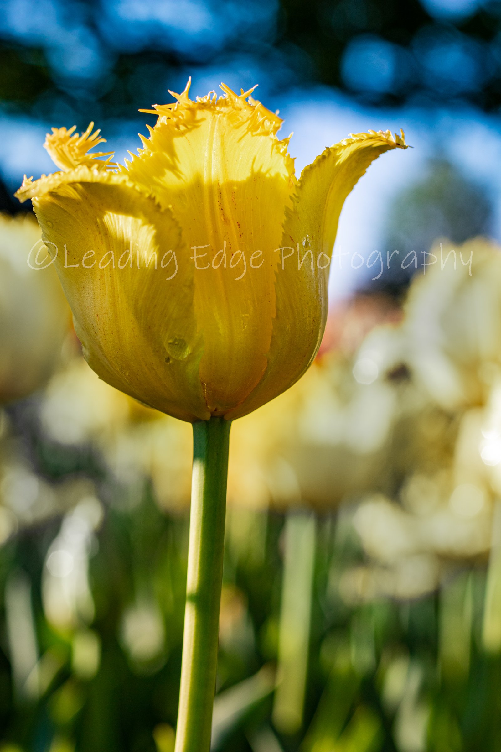 Balanced Tulip.jpg