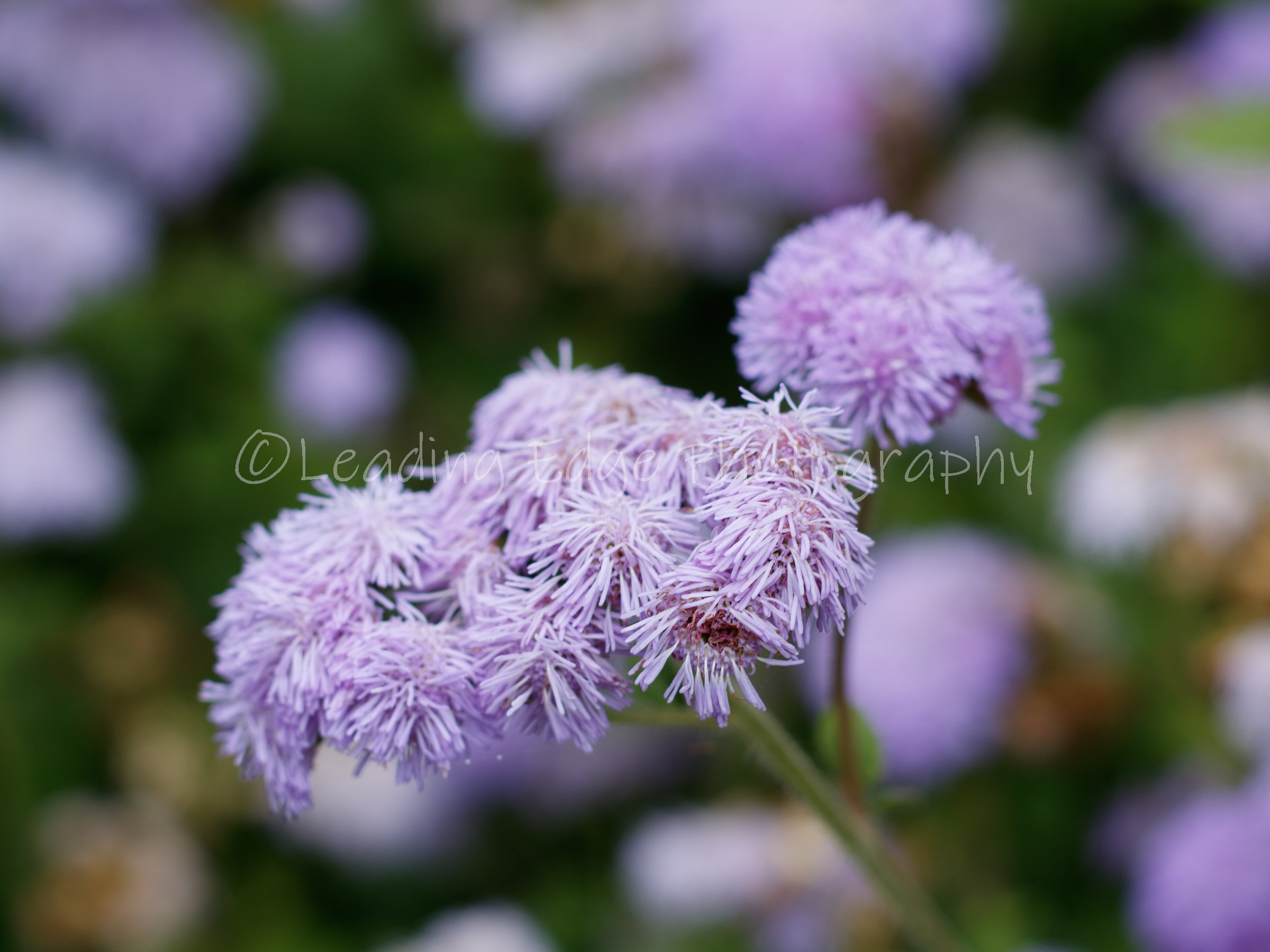 Bluemink flower.jpg