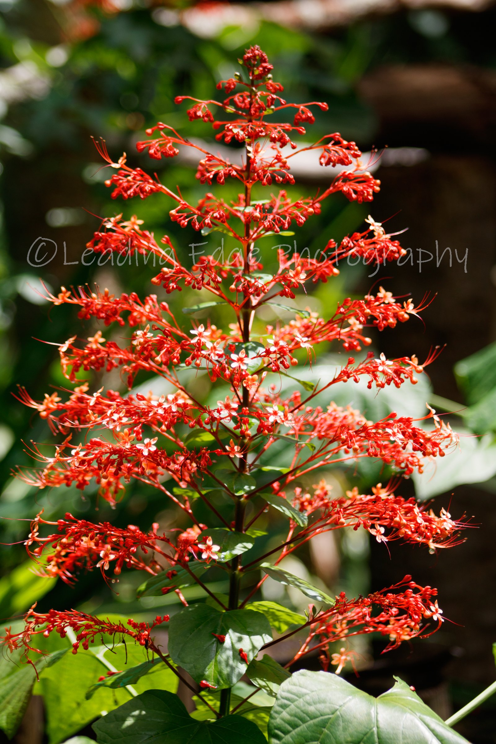 Fire Bush Color.jpg