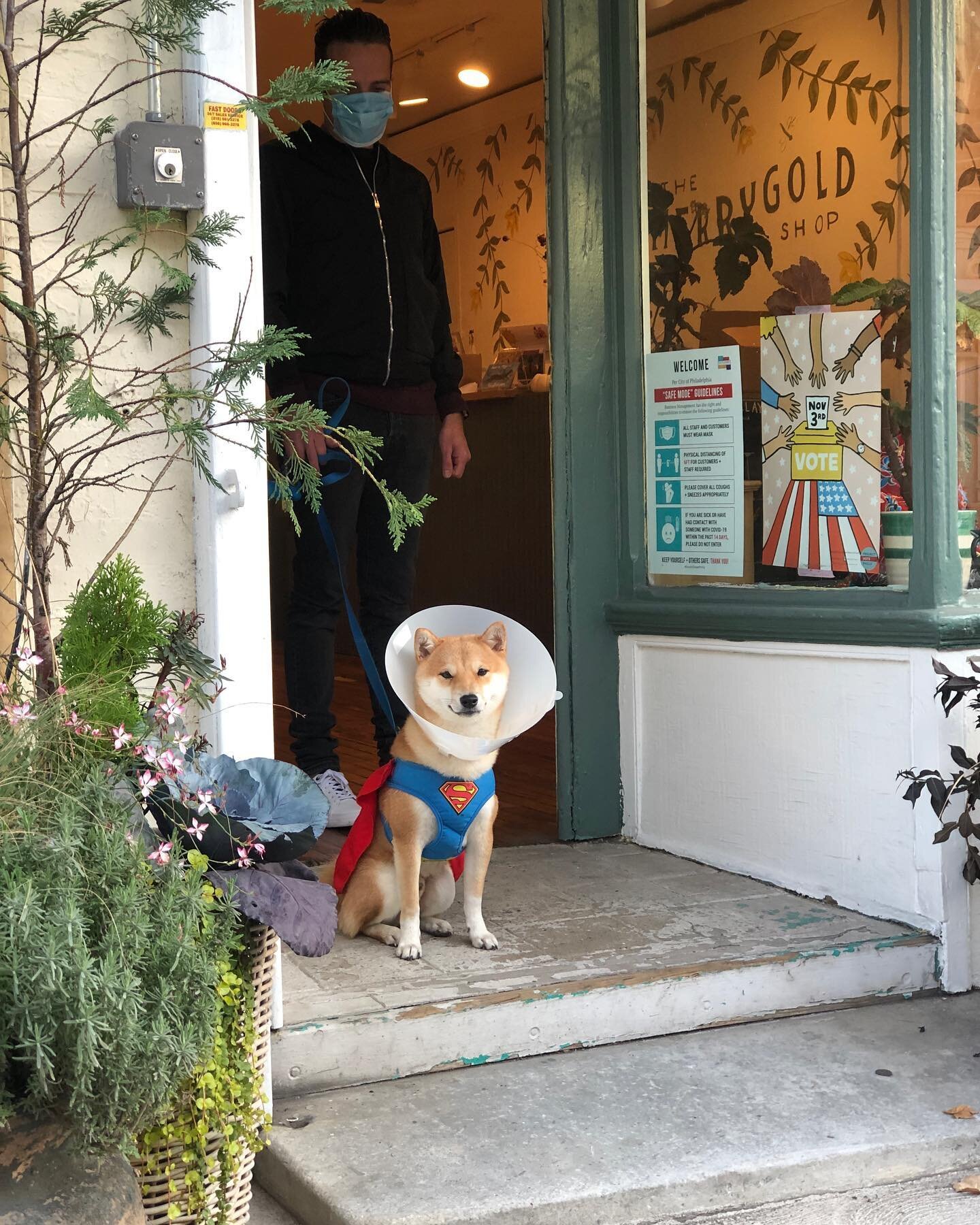 Honored with a super cone doggie visit today by one of merrygolds fave neighbor 🐕@phoenix_the_shiba_inu - already looking forward to next Halloween 👻