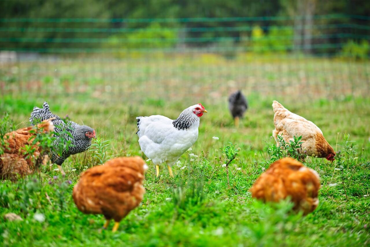 chicken.jpeg