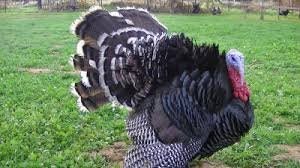 Turkey
