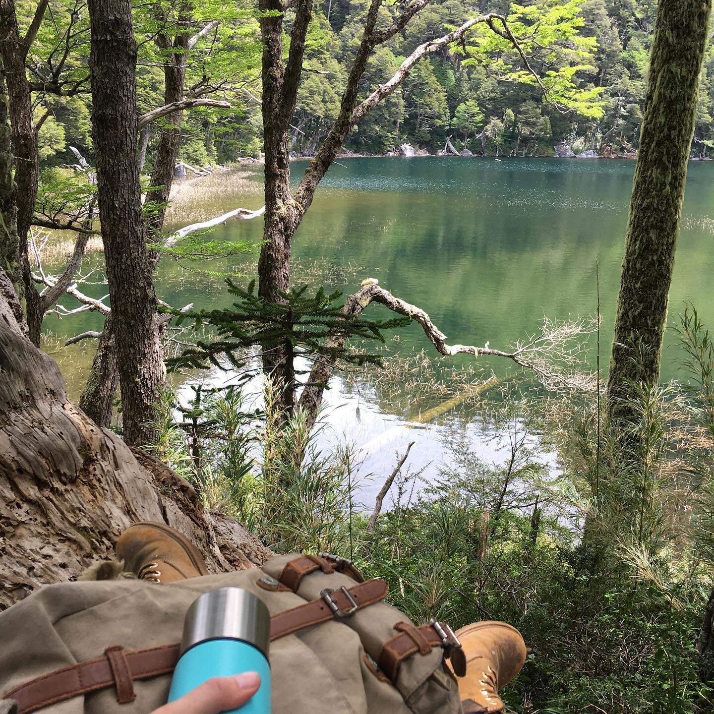 It&rsquo;s not 𝙧𝙚𝙖𝙡𝙡𝙮 a lunch break unless you&rsquo;re half-way up a tree, eh 🌳🥪😅
⠀
📍Los Lagos trail, Huerquehue NP 
#2020igotyou #hikinglife