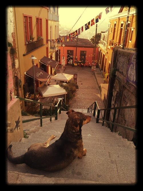 streetdogs-staircases-valparaiso.jpeg