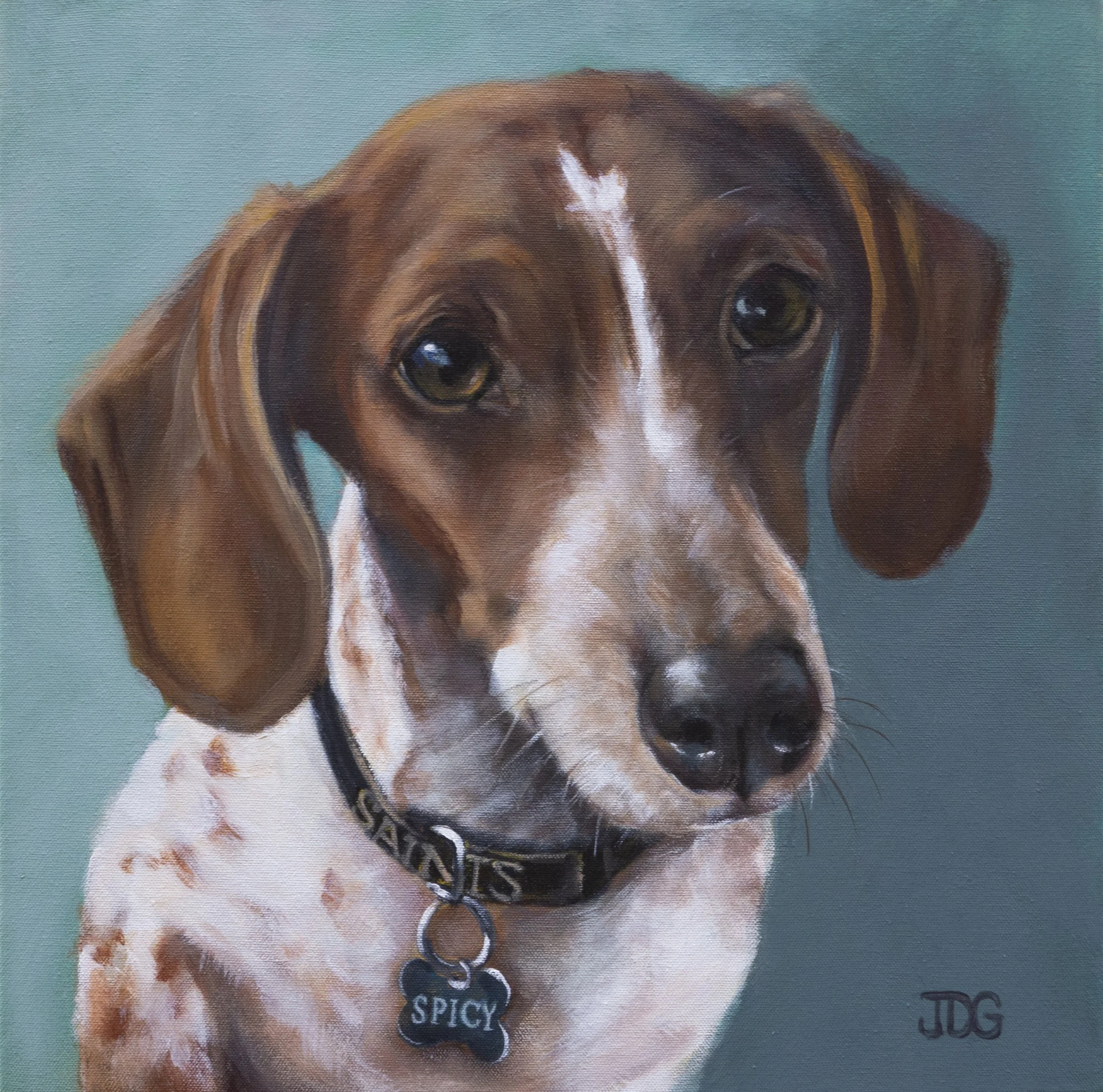 Spicy, the Dachshund