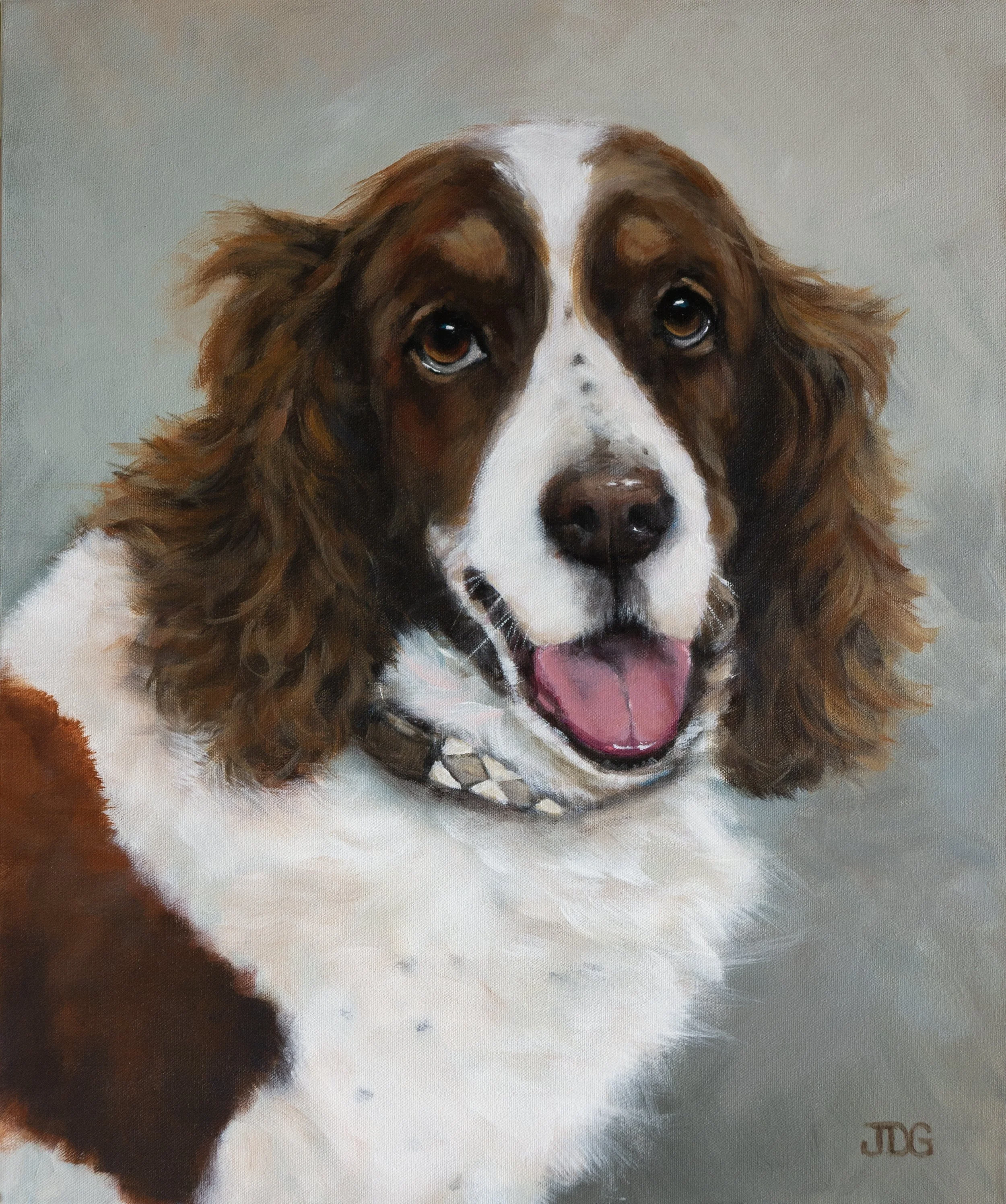 Springer Spaniel D'Angelo In Memoriam