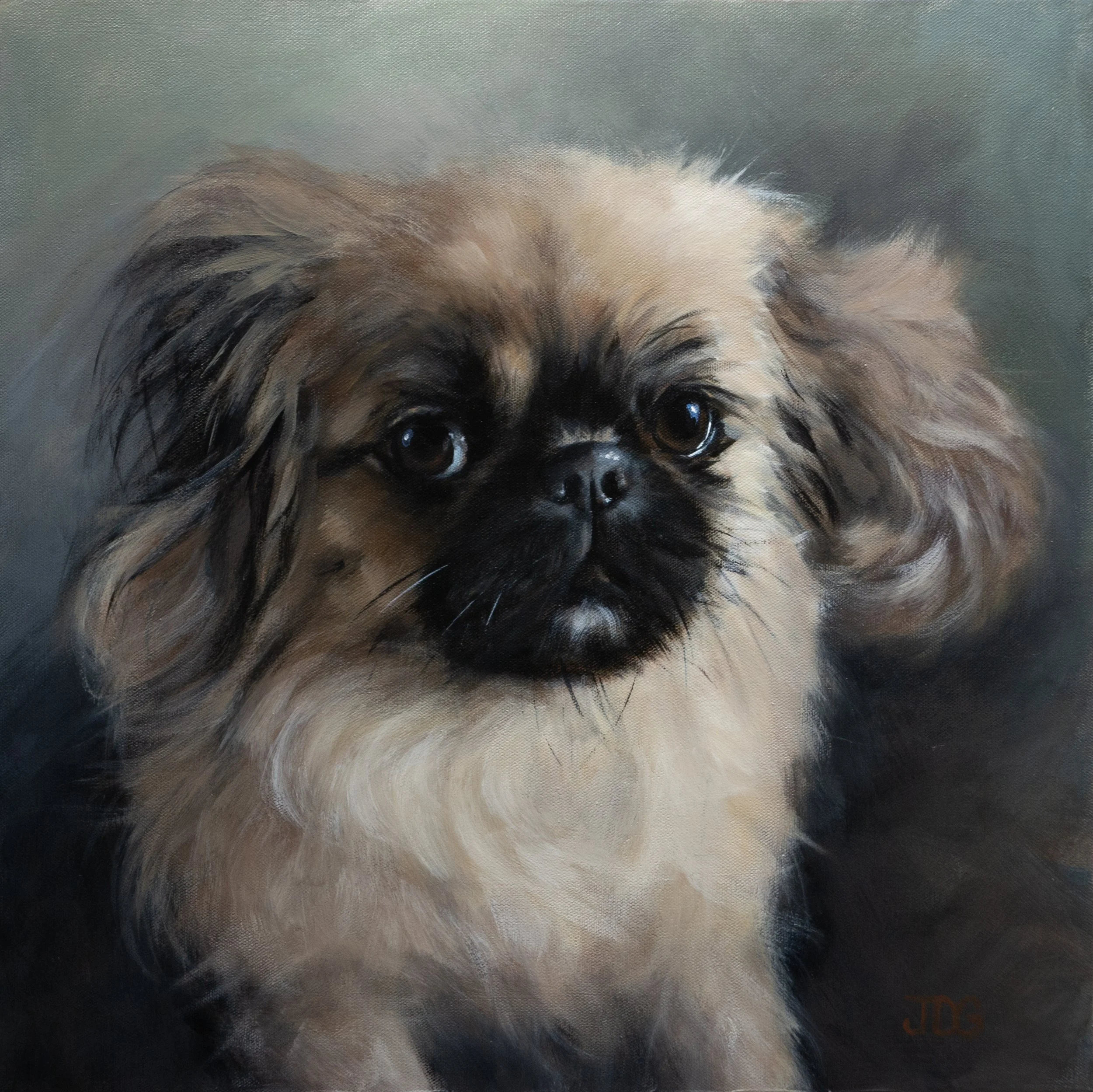 Pekingese Cuba