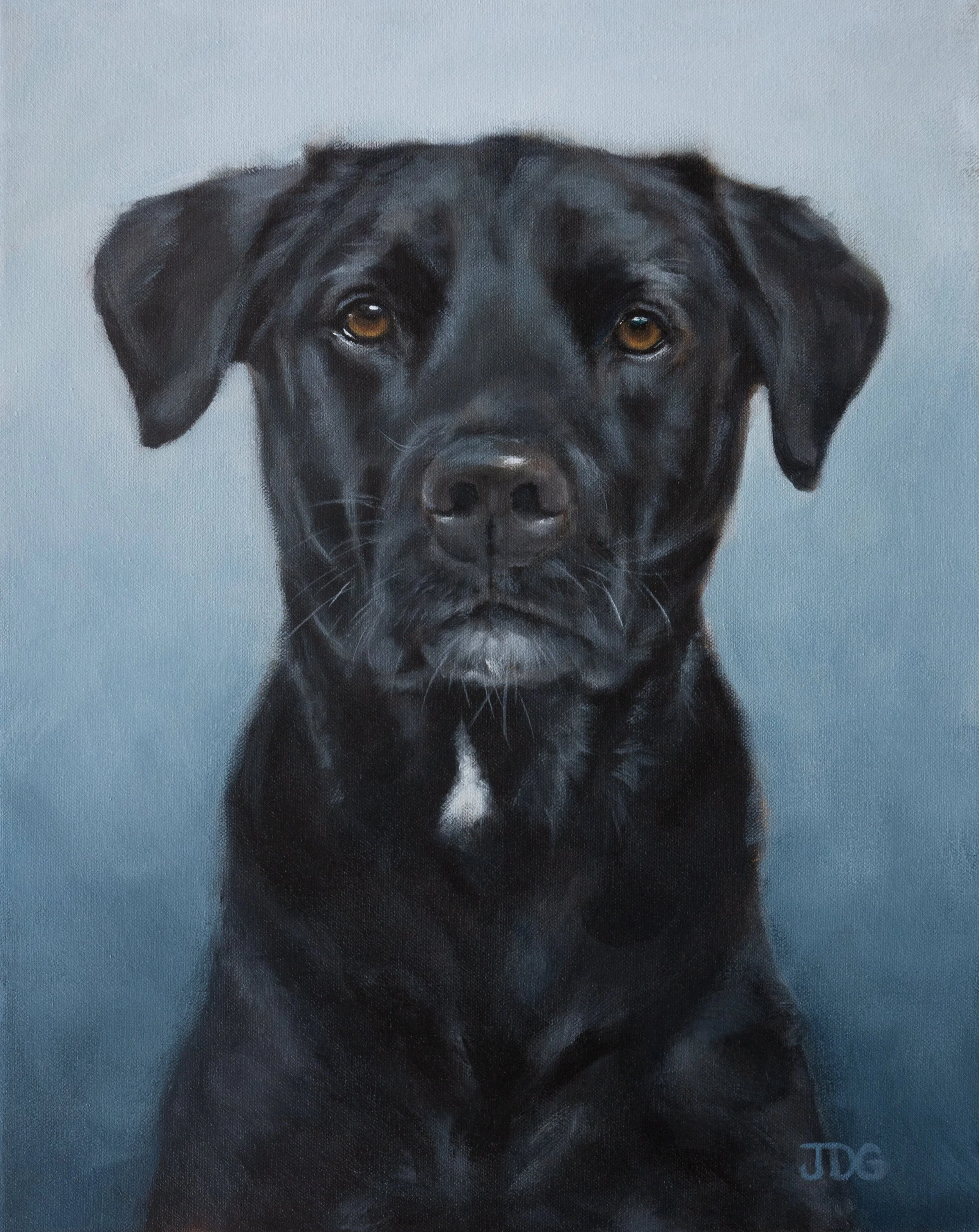 Colby the Labrador Retriever mix