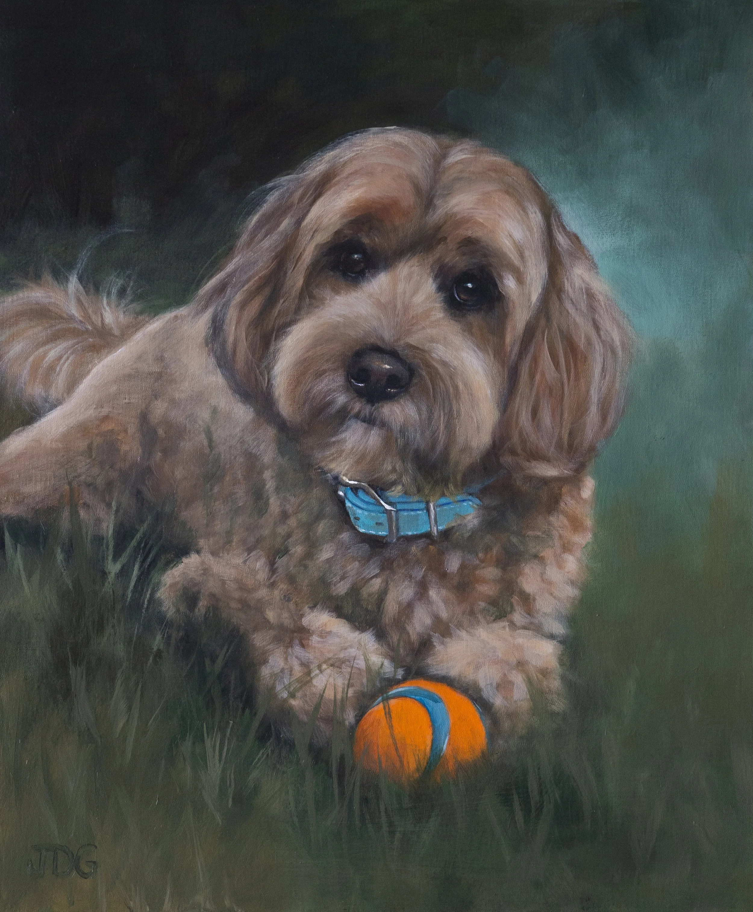 Aussiedoodle Bentley with his Ball