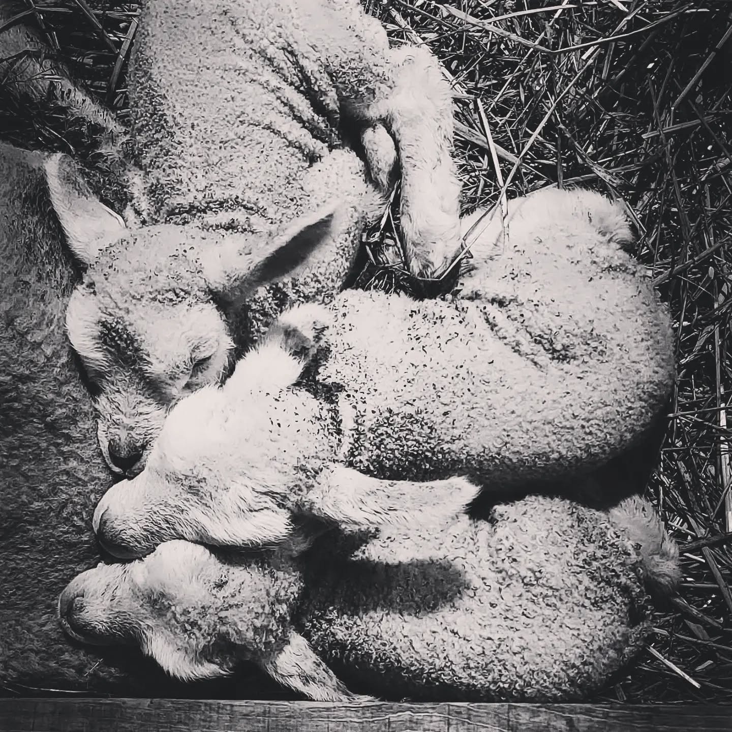 Godt med en liten hvil🥰  #foodcoma #&aring;retslam #nks #dalasau #gamalnorsksp&aelig;lsau #hestur_no