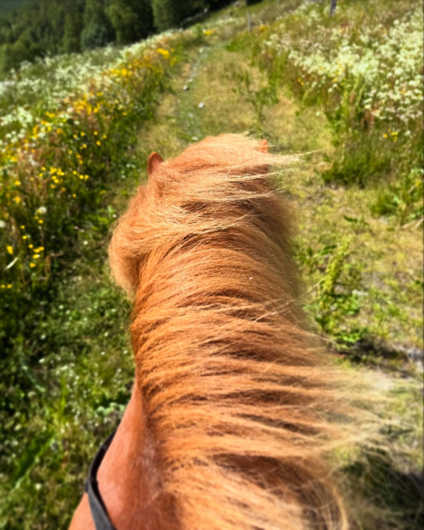 Vi er i gang med riding i Skarslia! V&aelig;ret er fint og livet er godt☀️❤️ #visitalihallingdal #hestur_no #skarslia #skarsliaskiogakesenter