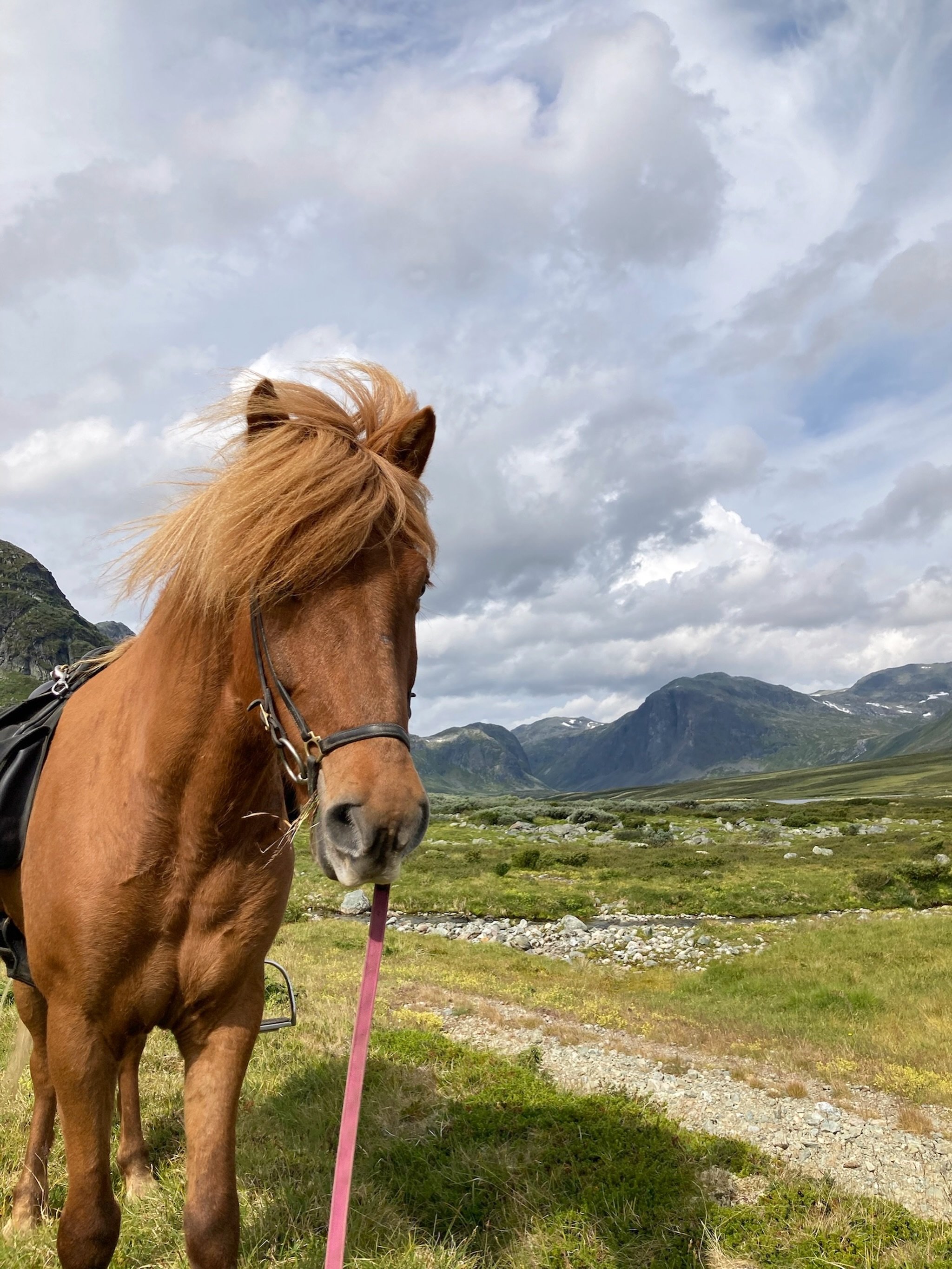 V&aring;re turer☀️

🐴 Kort tur
Passer for alle og varer i ca 1,5&ndash;2 timer.

🐴 Halvdagstur
Varer i ca. 3&ndash;4 timer, med ridning opp mot 1100 moh. Turen krever ingen erfaring, men det er alltid en fordel. 

🐴 Dagstur
Varer i 5&ndash;6 timer