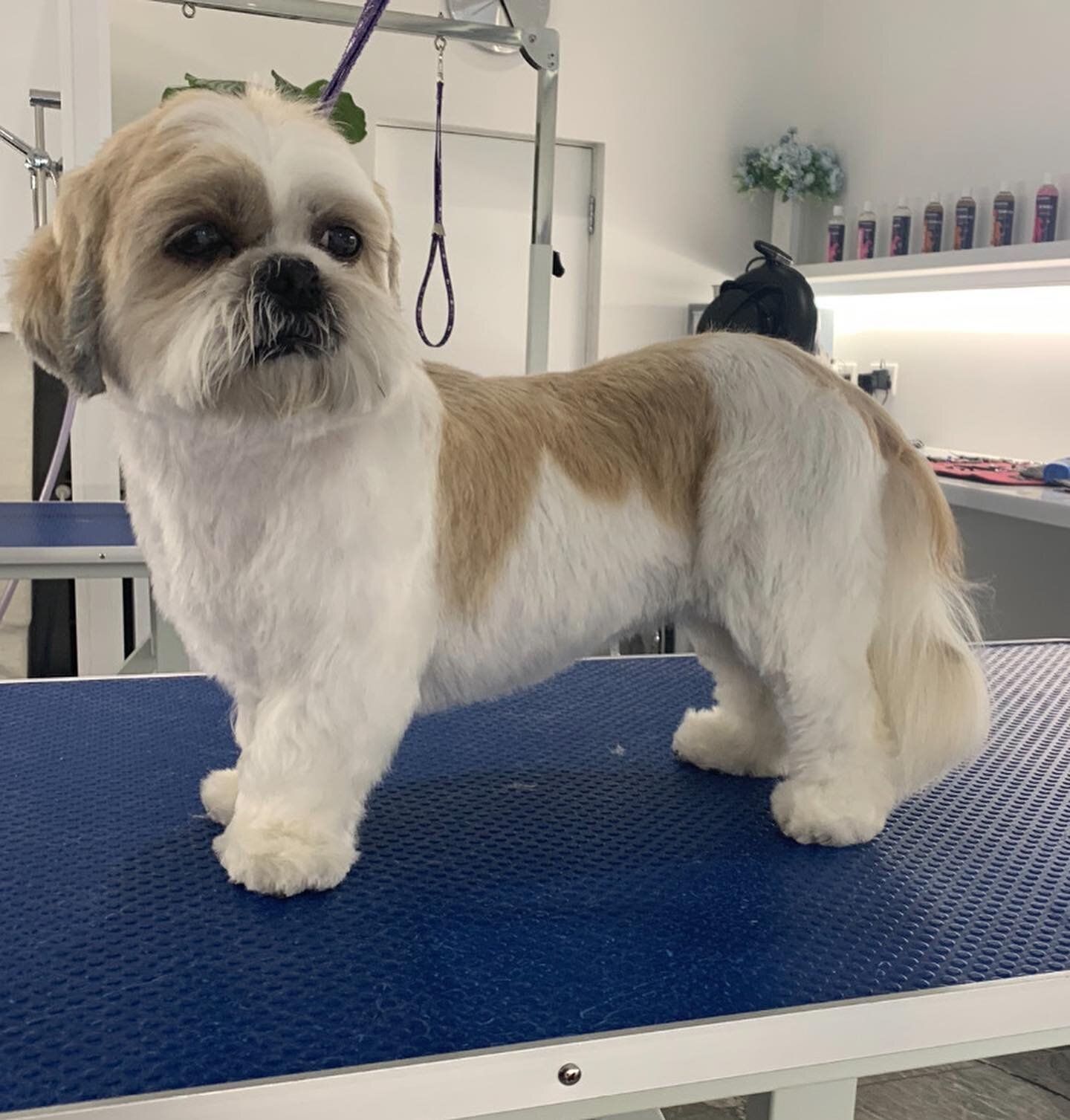 Nice short teddy style trim for Maisie the Shih Tzu 🐶 Swipe to see her before! ➡️ 
.
.
.
.
.
#petspaessex #brentwood #essex #doggrooming #doggroomingofinstagram #dog #doggroomer #doggroominglife #doglover #shihtzu #shihtzusofinstagram #shihtzulovers