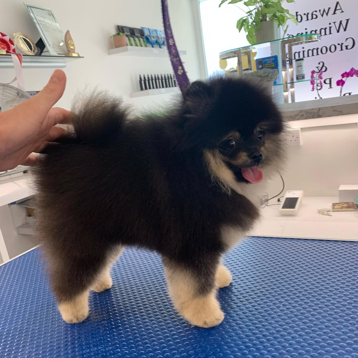 One very cute little Pom pup 🐶 Swipe to see his before! ➡️ 
.
.
.
.
.
#petspaessex #brentwood #essex #doggrooming #doggroomingofinstagram #dog #doggroomer #doggroominglife #doglover #pomeranian #pom #pomeraniansofinstagram #pomeranianpuppy #pomerani
