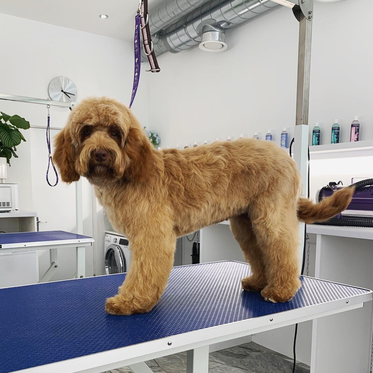 Esme the Australian Miniature Labradoodle 😍 Esme&rsquo;s owner didn&rsquo;t want too much off her, keeping her fairly long and natural, but with more shape 🐶 Swipe to see her before! ➡️ 
.
.
.
.
.
#petspaessex #brentwood #essex #doggrooming #doggro