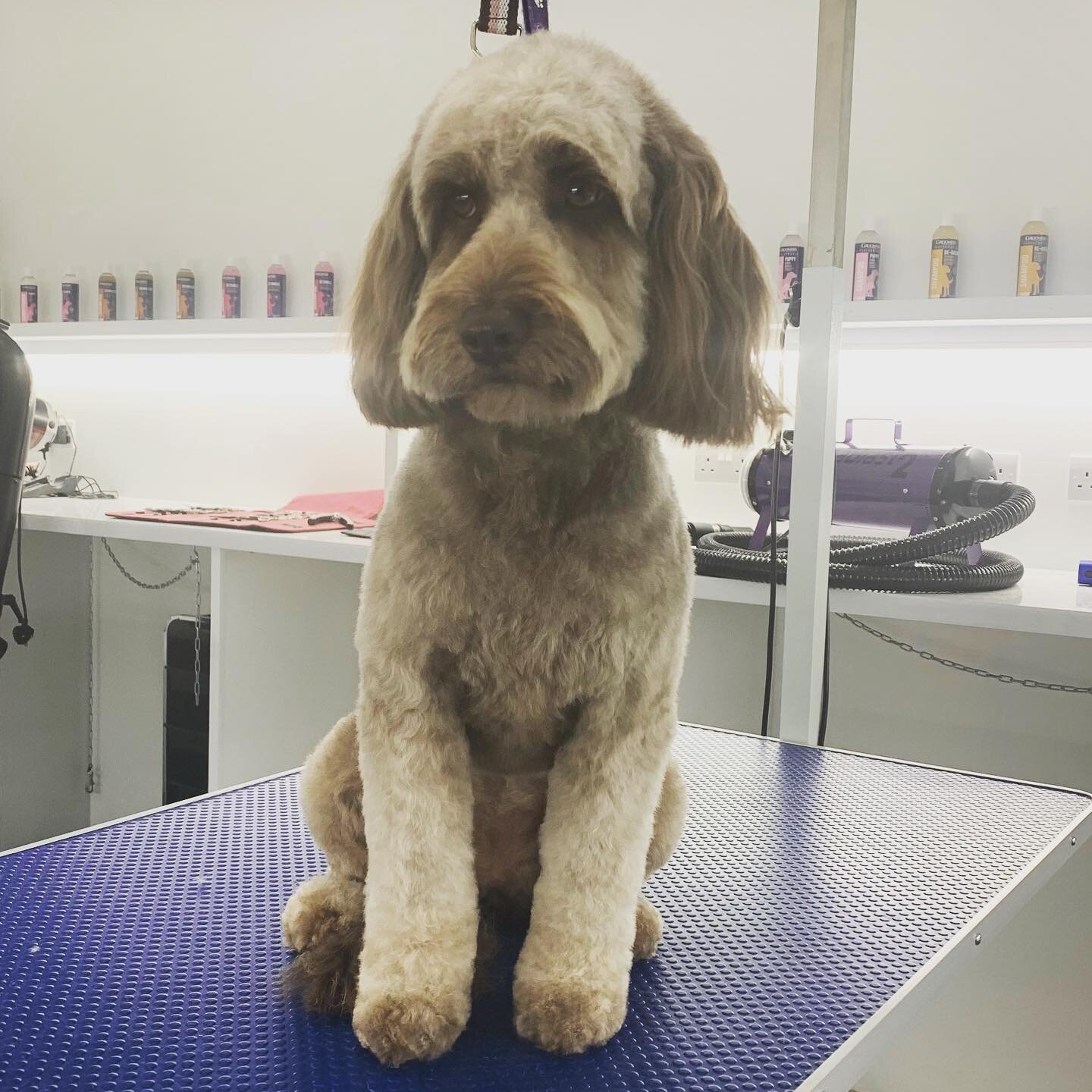 How cute is she 😍 
.
.
.
.
.
#petspaessex #brentwood #essex #doggrooming #doggroomingofinstagram #dog #doggroomer #doggroominglife #doglover #cockapoo #cockapoosofinstagram #cockapoolife #cockapoolove #cockerpoo