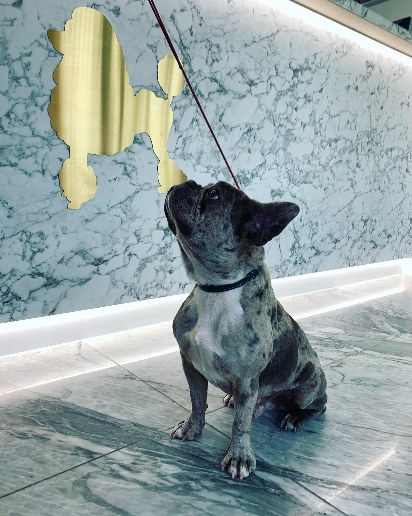 He matches the marble floor 🤣😍 
.
.
.
.
.
#petspaessex #brentwood #essex #doggrooming #doggroomingofinstagram #dog #doggroomer #doggroominglife #doglover #frenchbulldog #frenchiesofinstagram #frenchie #frenchbulldogsofinstagram #frenchielove #frenc