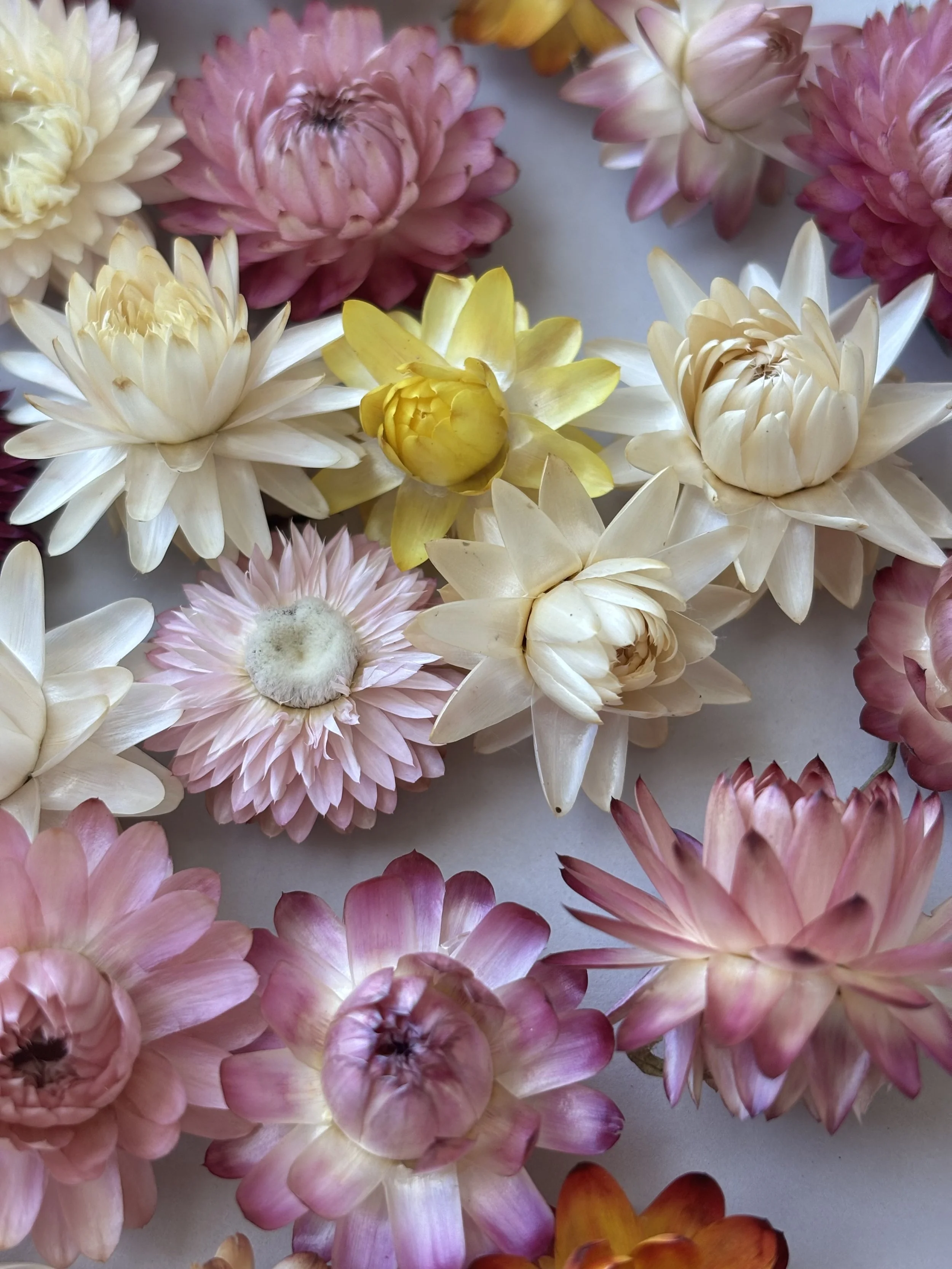 Dried Strawflower Heads