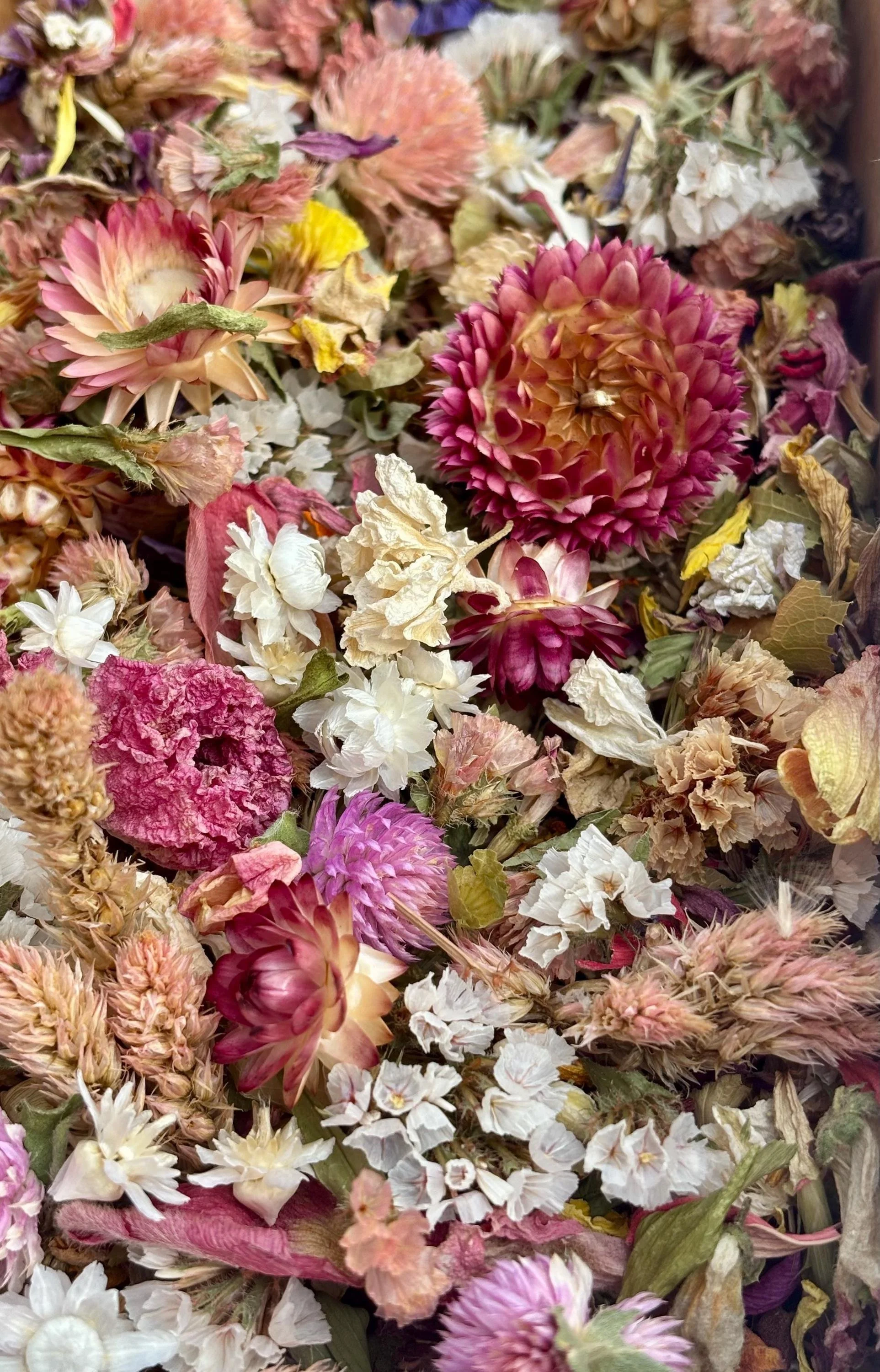 Dried Petals Multi Color