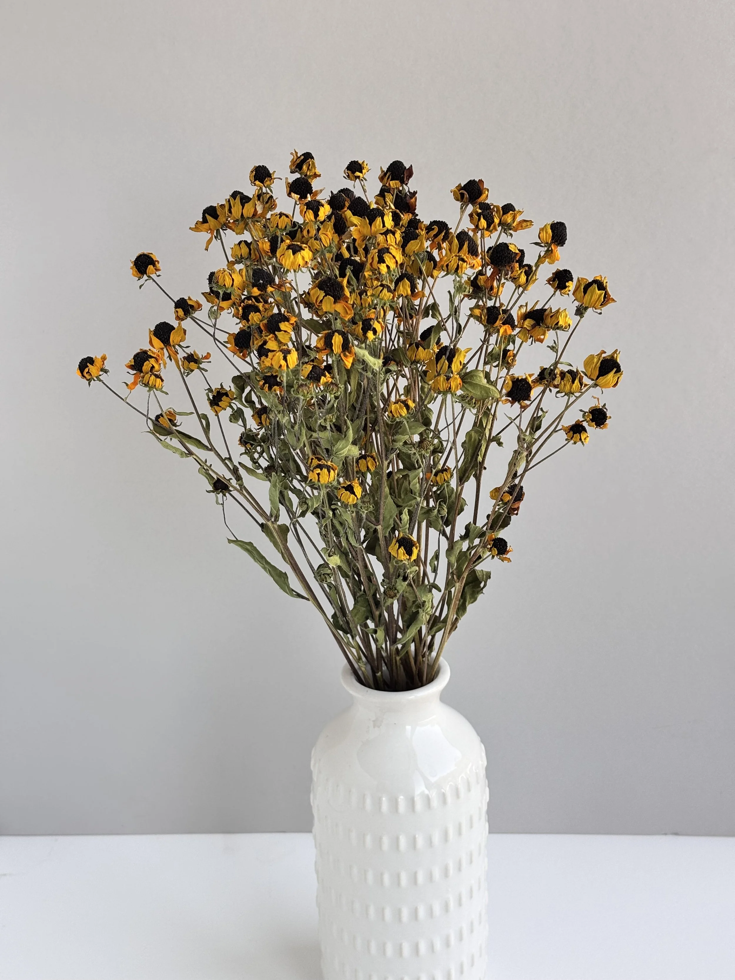 Dried Rudbeckia