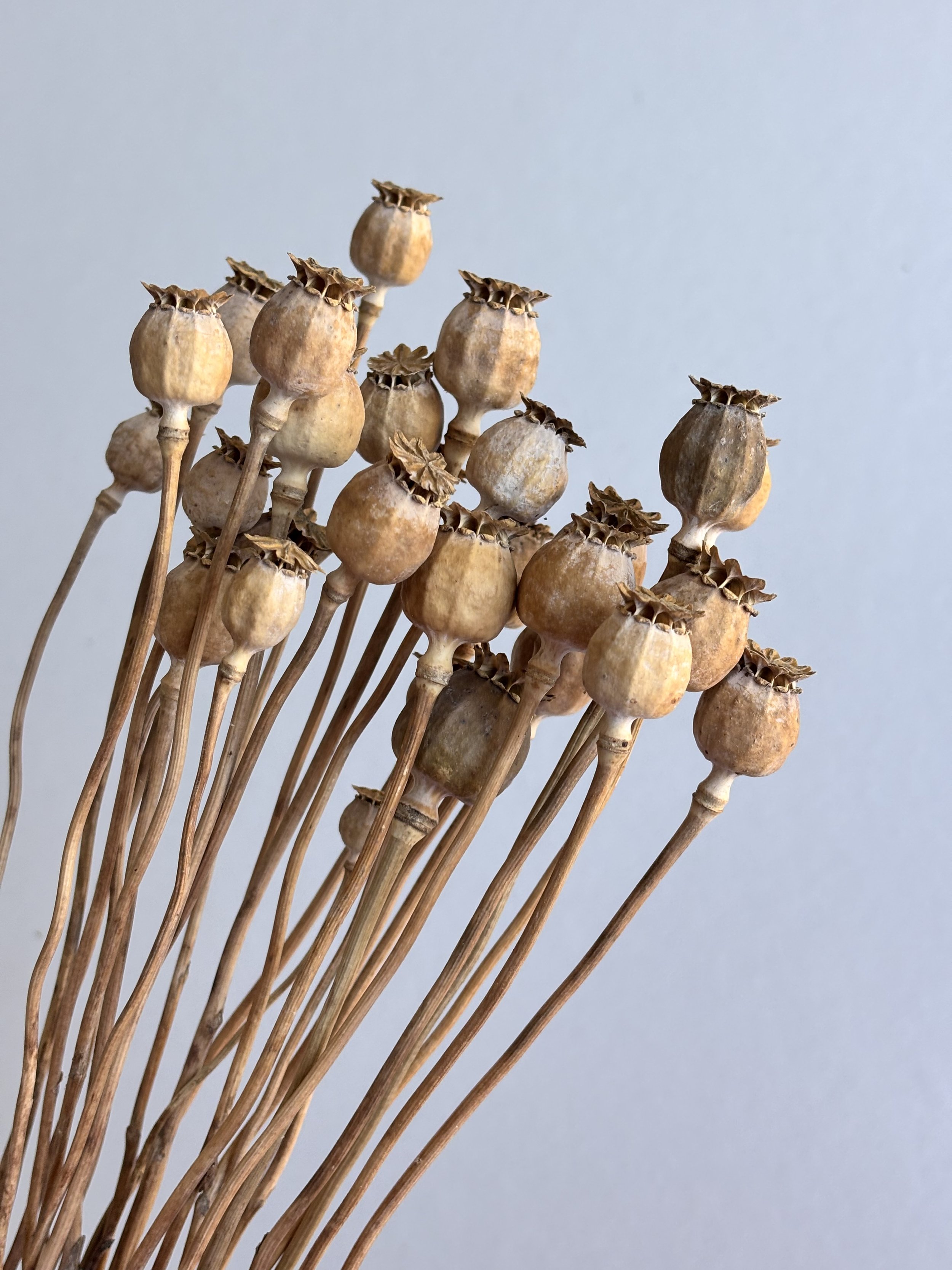 Dried Poppy Pods