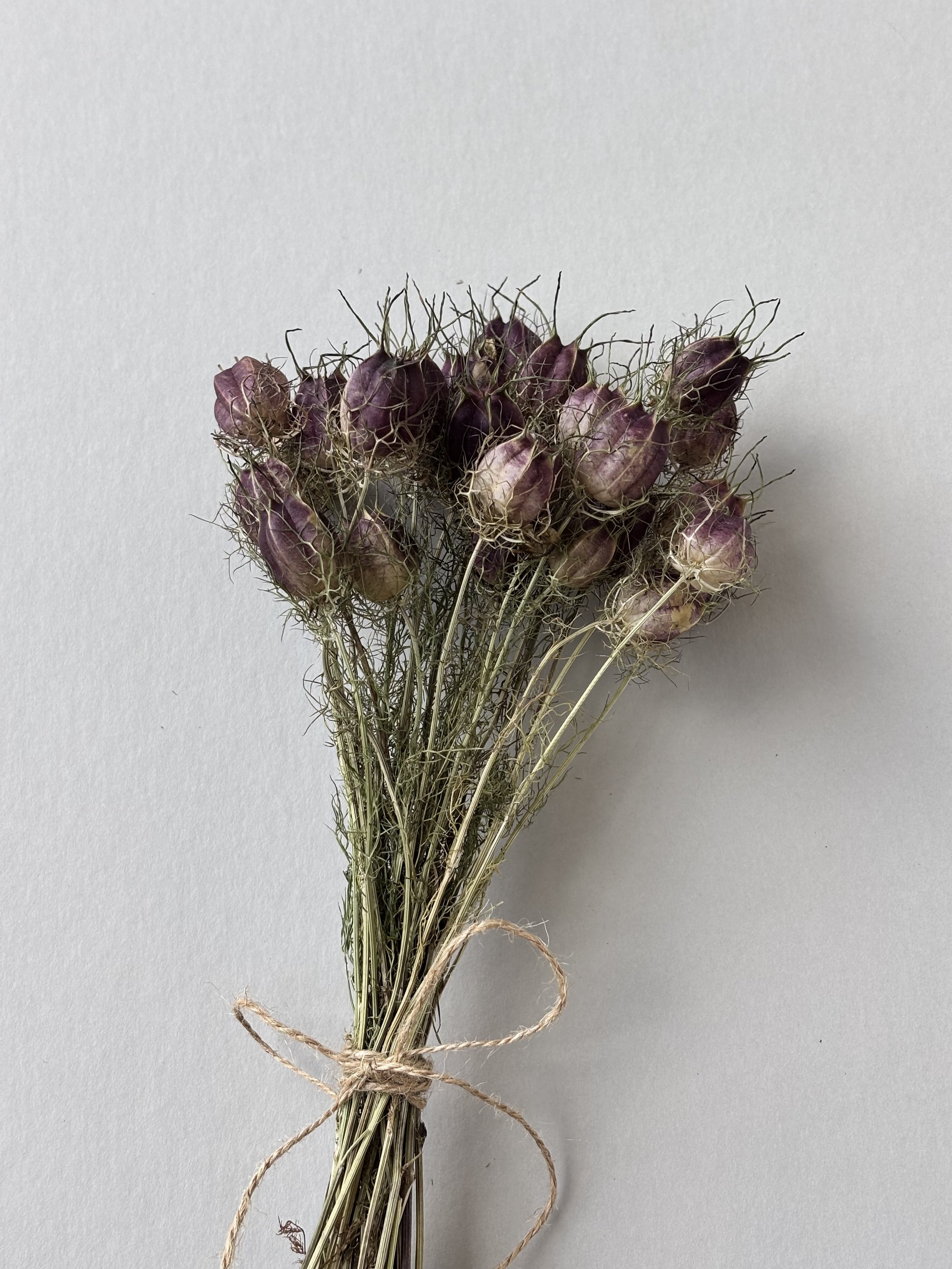 Medium Dried Bouquet Nigella Pods