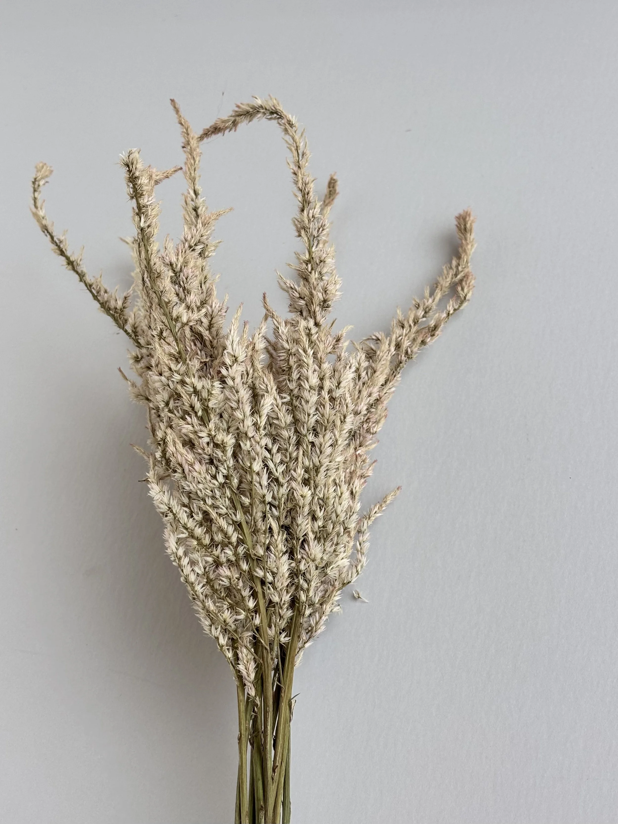 Dried Celosia Beige